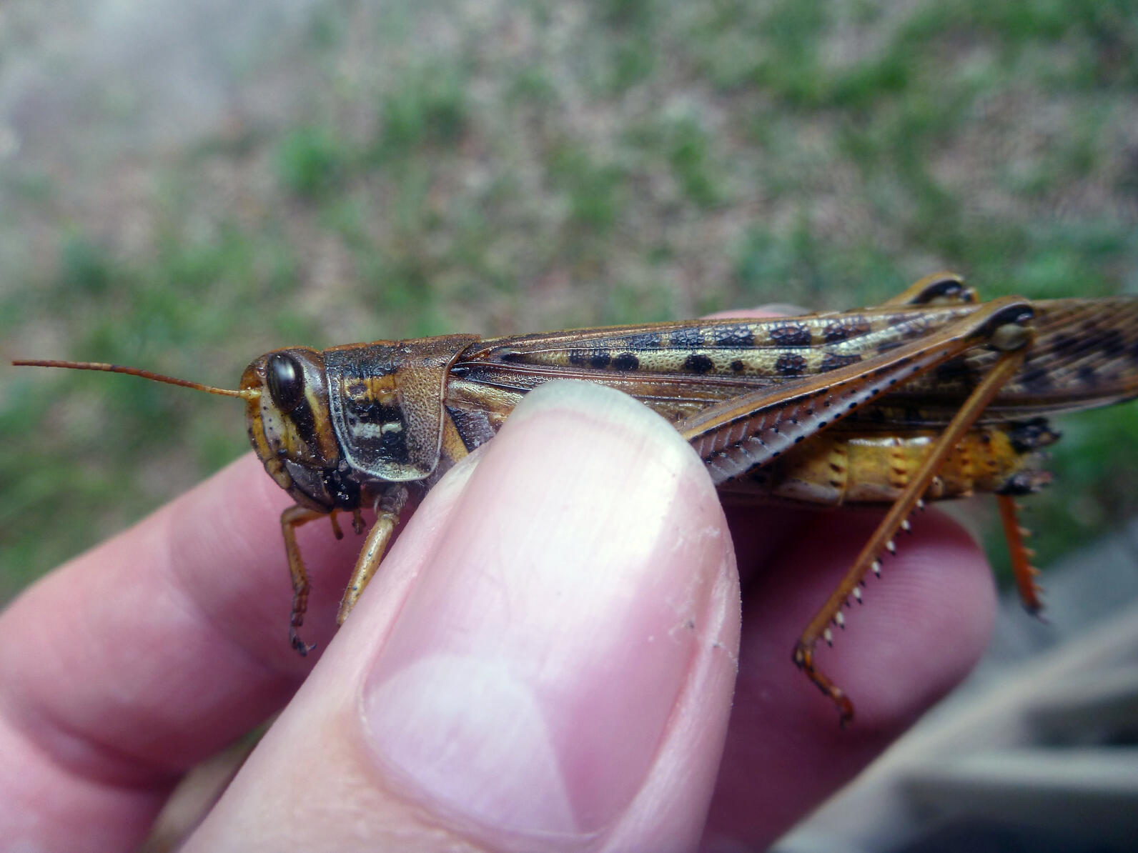 Bird Grasshoppers can be over two inches long and like open areas with tall grasses, they are very flightly and hard to catch.