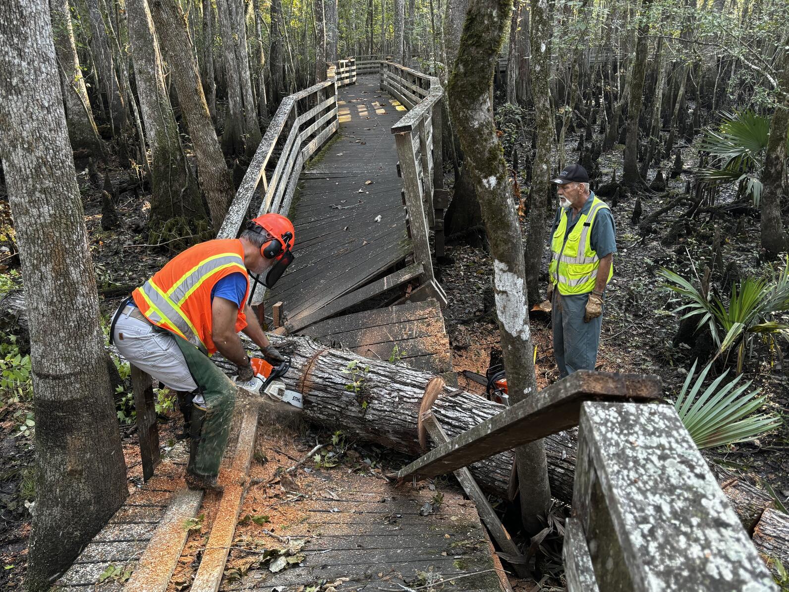 Mark bends over with a chainsaw atop an angled boardwalk and expertly cuts through a section of the large tree, which is maybe a foot and a half in diameter. Off to the side stands Rick Armstrong.