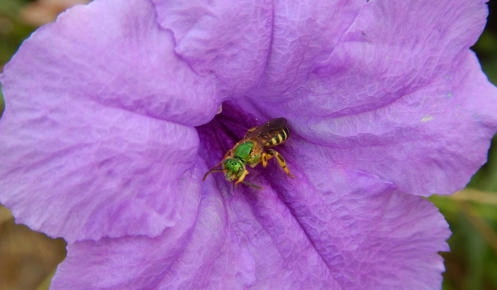 A Brown-winged Striped Sweat Bee (Agapostemon splendens) takes a moment to groom herself on a flower she just visited. Her bright green iridescence is on full display. A Brown-winged Striped Sweat Bee (Agapostemon splendens) takes a moment to groom herself on a flower she just visited. Her bright green iridescence is on full display.