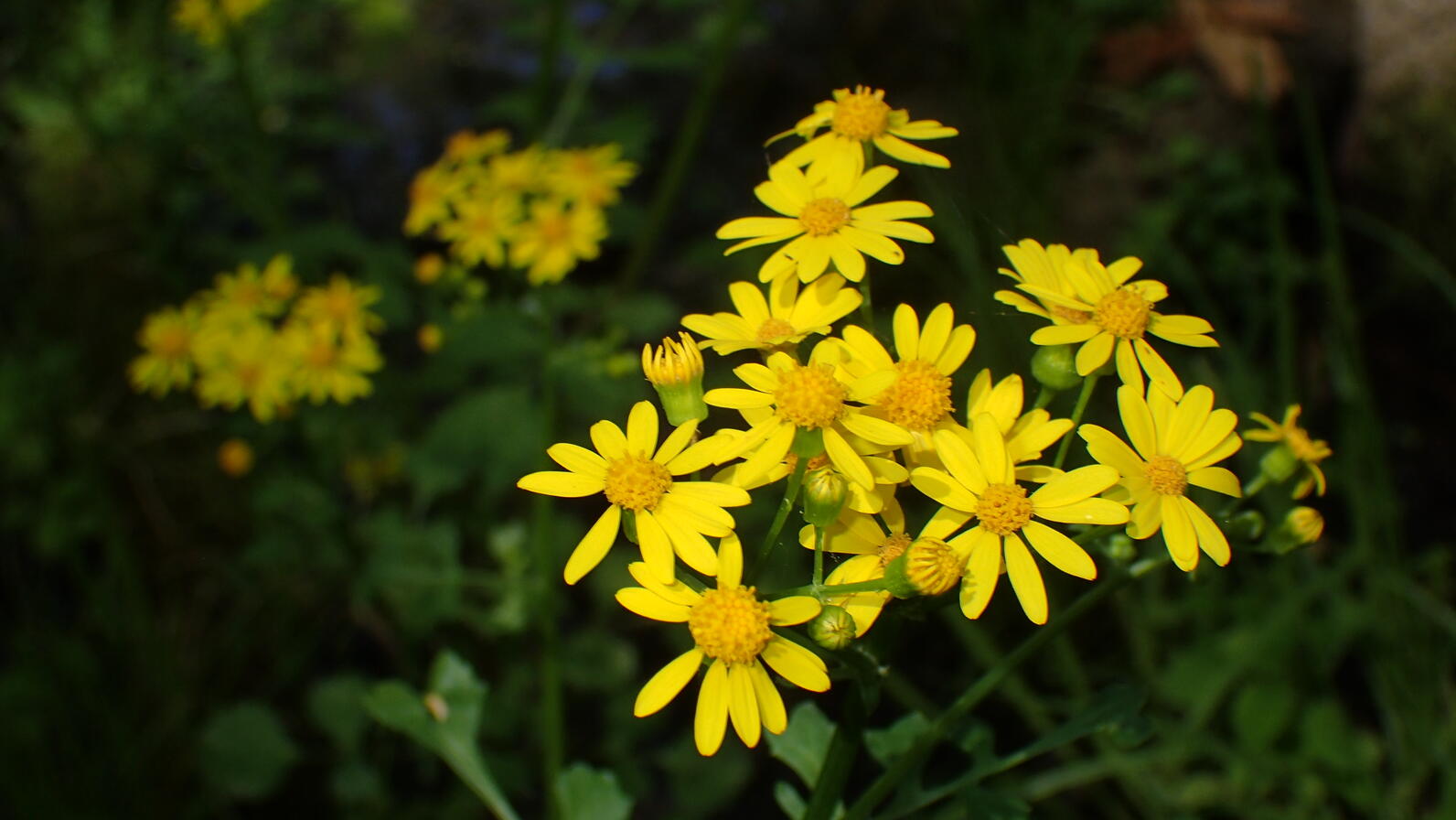 Butterweed is a round flower with roughly 8-12 petals surrounding a central lump. Despite its name it is poisonous, don't eat it.