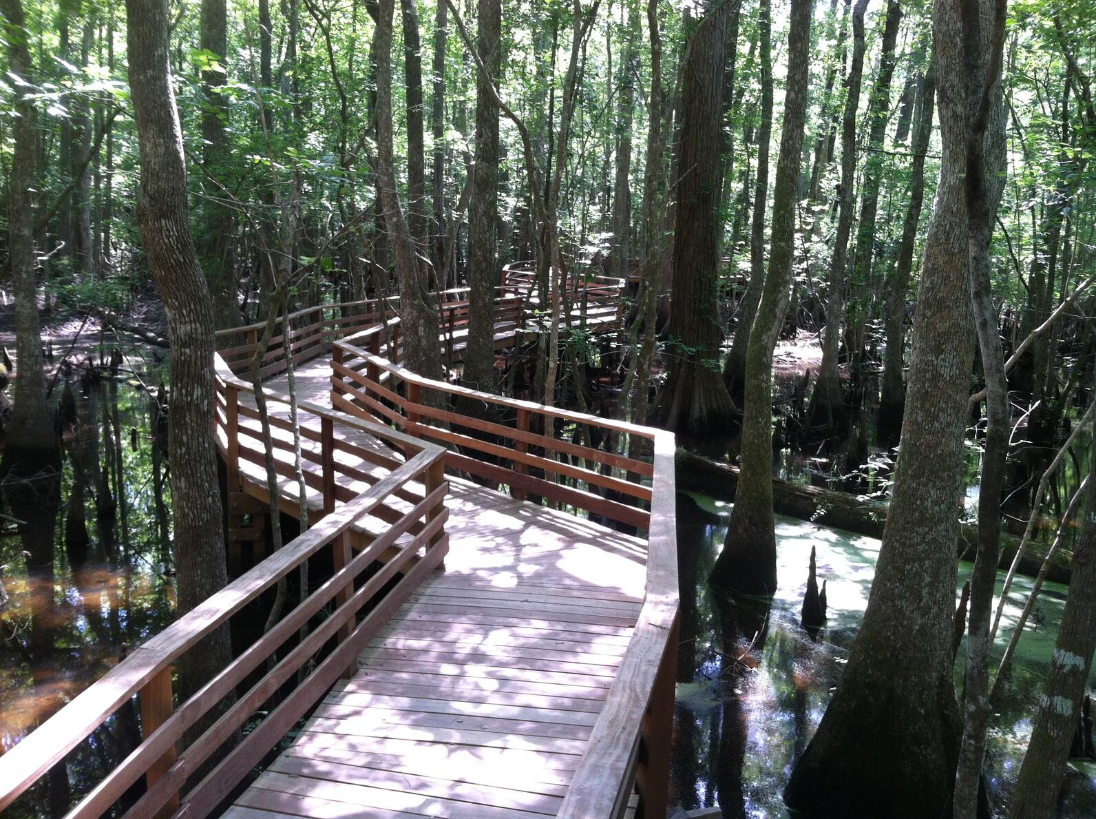 A brightly lit boardwalk meanders through a forest swamp