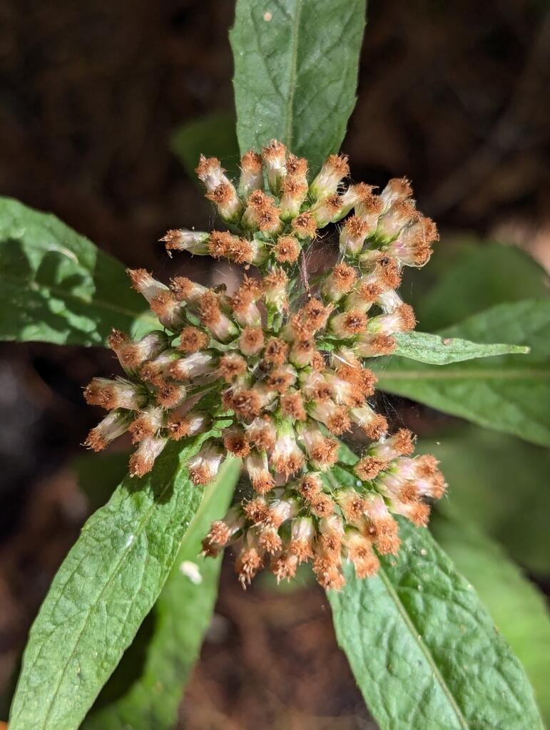 The spent flowers of Camphor-Weed (Pluchea camphorata) . The flowers sit on the top of the plant and are surrounded by its leaves