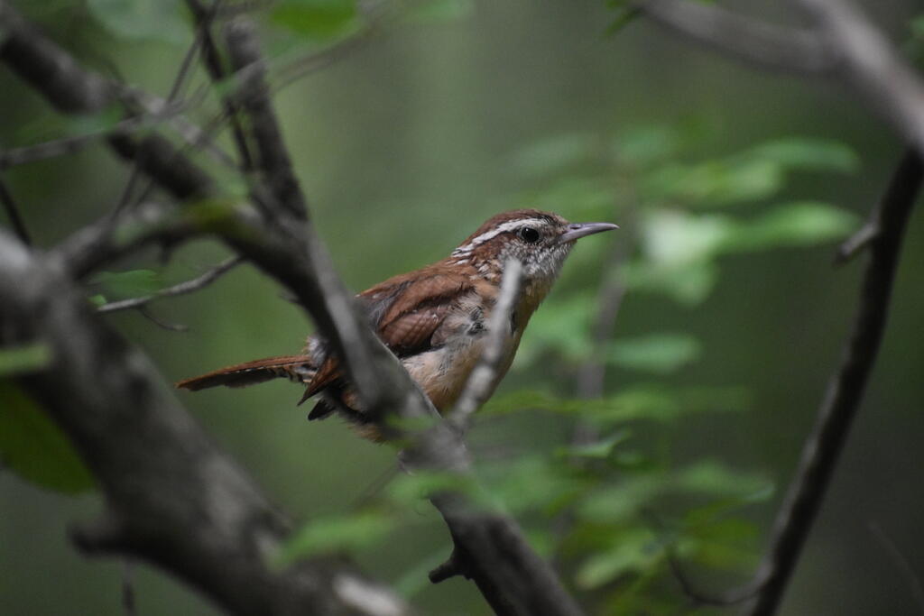 A Carolina Wren perched on a branch pauses for a moment between bouts of singing. It is stretching its neck slightly to get a better look at me while I take its photo. A Carolina Wren perched on a branch pauses for a moment between bouts of singing. It is stretching its neck slightly to get a better look at me while I take its photo.