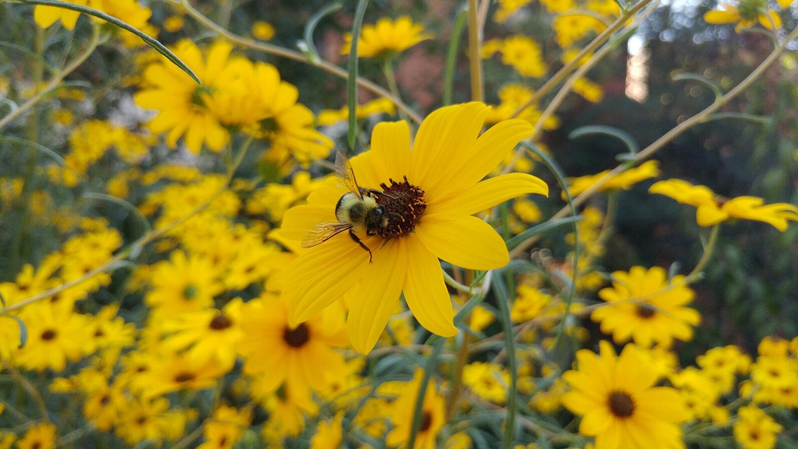 A Common Eastern Bumble Bee (Bombus impatiens) visiting the the bright yellow flowers of a native sunflower (Helianthus sp.). This kind of scenery reminds me so much of fall. A Common Eastern Bumble Bee (Bombus impatiens) visiting the the bright yellow flowers of a native sunflower (Helianthus sp.). This kind of scenery reminds me so much of fall.