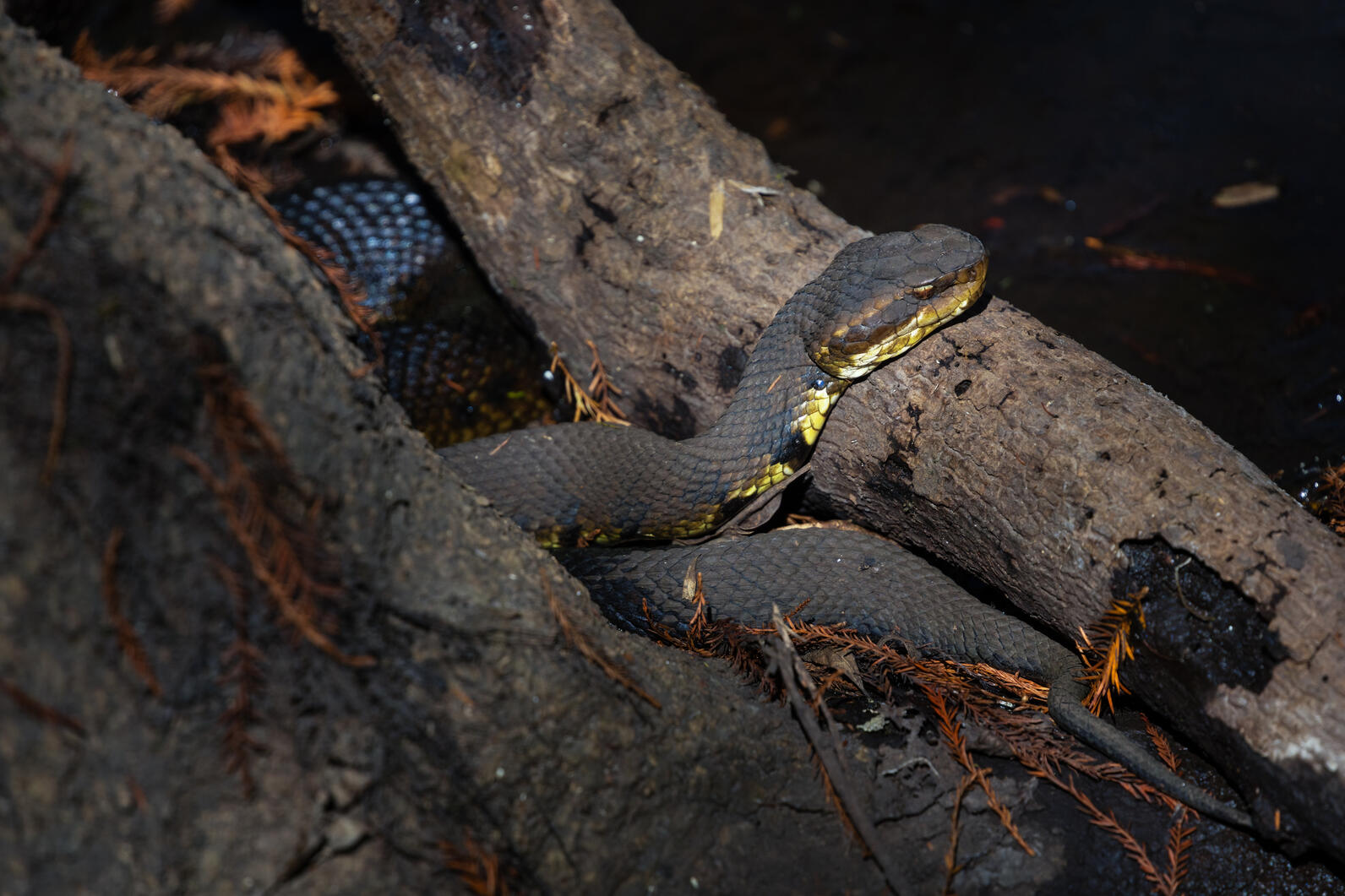 A Cottonmouth (Agkistrodon piscivorus) snake lounges in the sun on a log. 