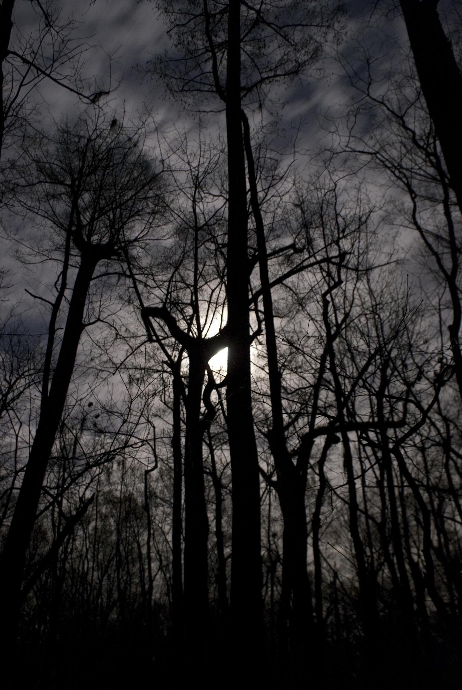 The moon hides behind a tall cypress, its canopy branches exposed in winter. It appears as a rising figure, hunched over but its two curving arms held high as if ready to grab you. Not scary at all.