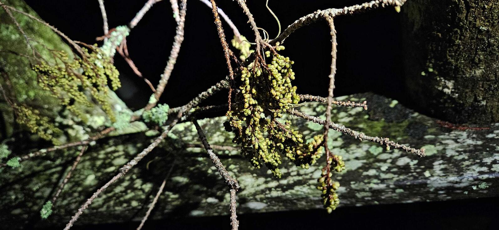 Clumps of small, green nodules descend vertically from thin cypress sticks, these are catkins, essentially the pollen producing part of a cypress tree.