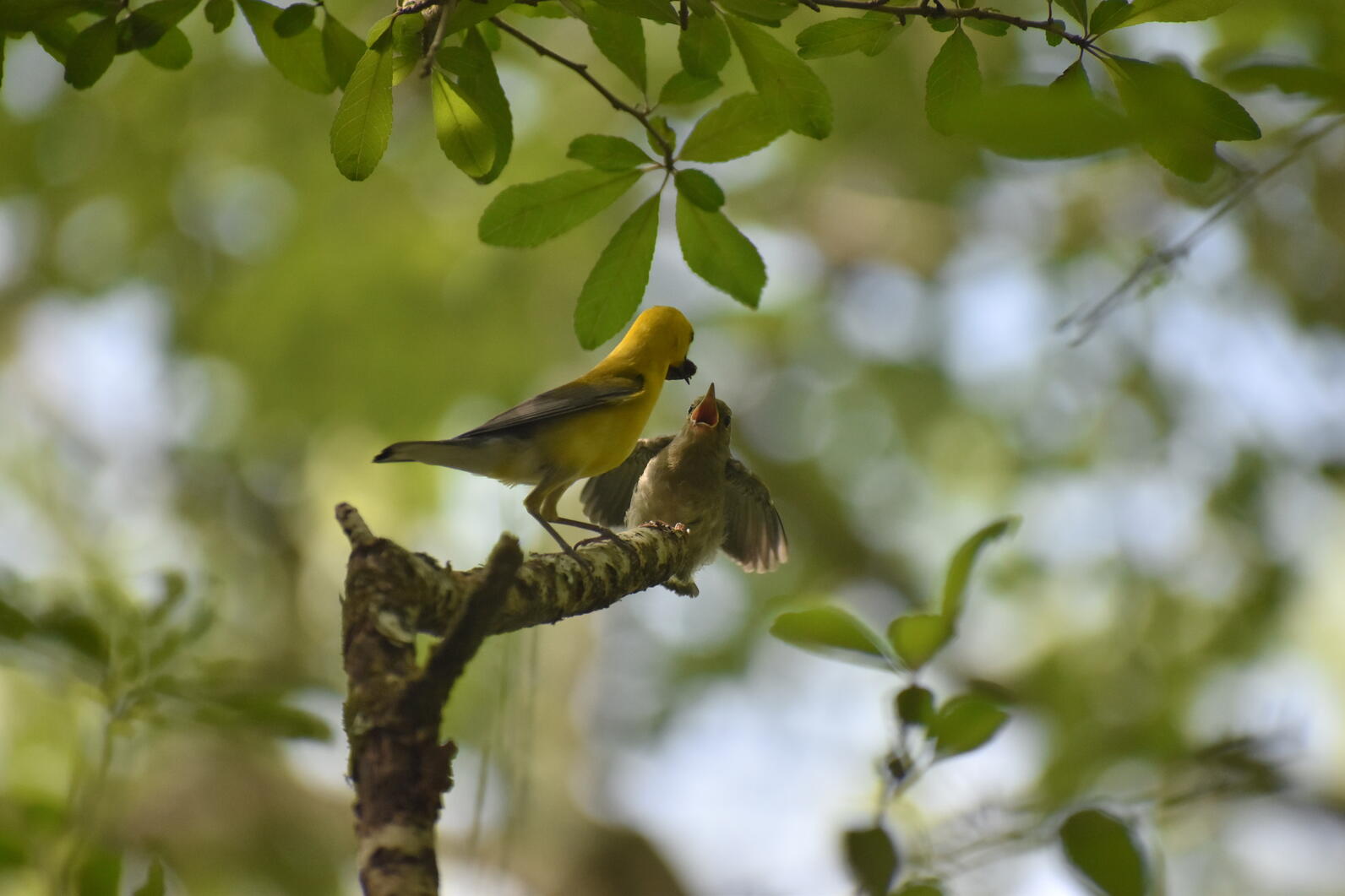 An adult Prothonotary Warbler feeds a begging fledgling. The younger bird has its mouth wide open and its wings out.