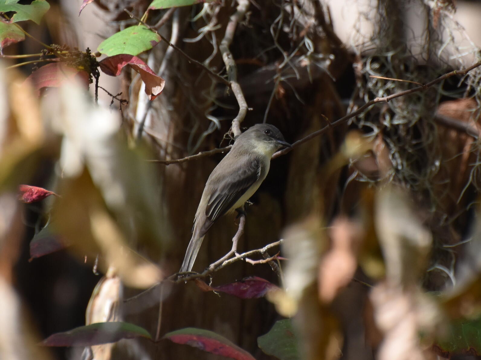 An Eastern Phoebe (Sayornis phoebe) perched in a tangle of branches and vines in the swamp. It is a small gray and white bird in the center of the image.