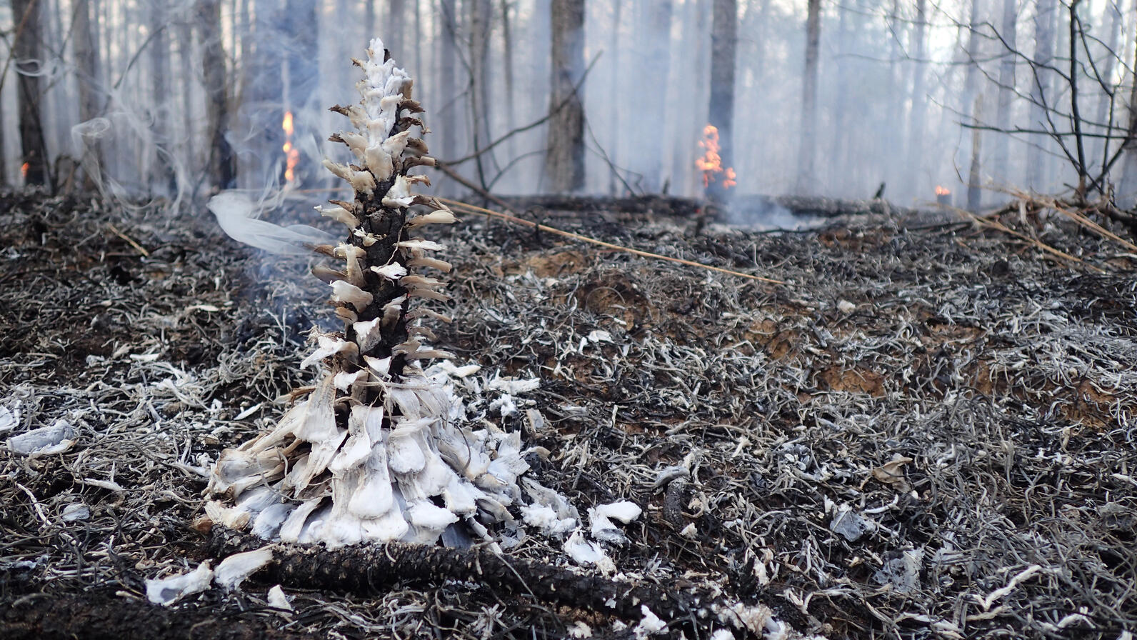 A charred pine cone stands while a forest in the background burns with small flames.