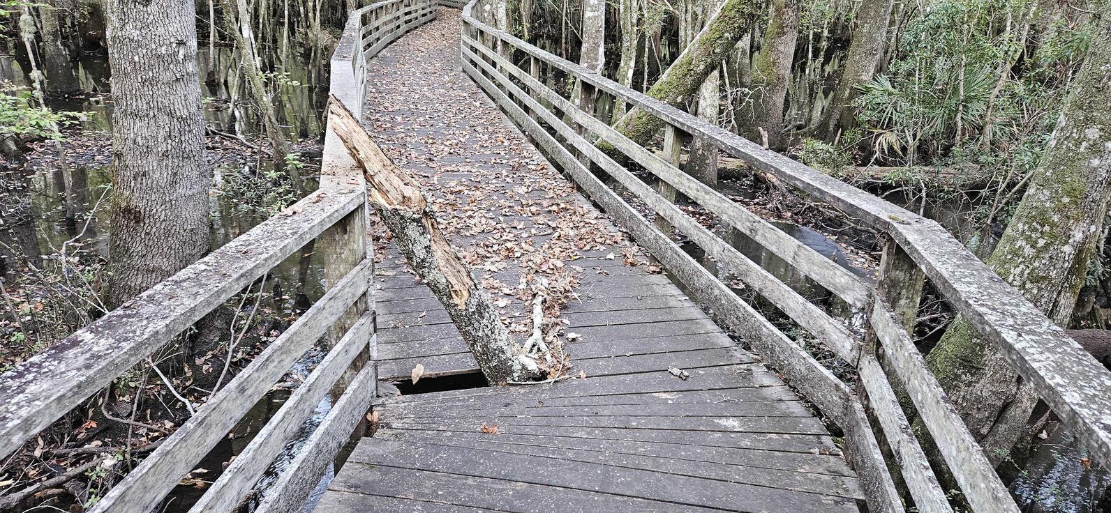 On the left side of the deck of the boardwalk a large branch about five inches thick has fallen and broken through the boardwalk, leaning up at an angle towards the handrail. The damaged board will have to be replaced.