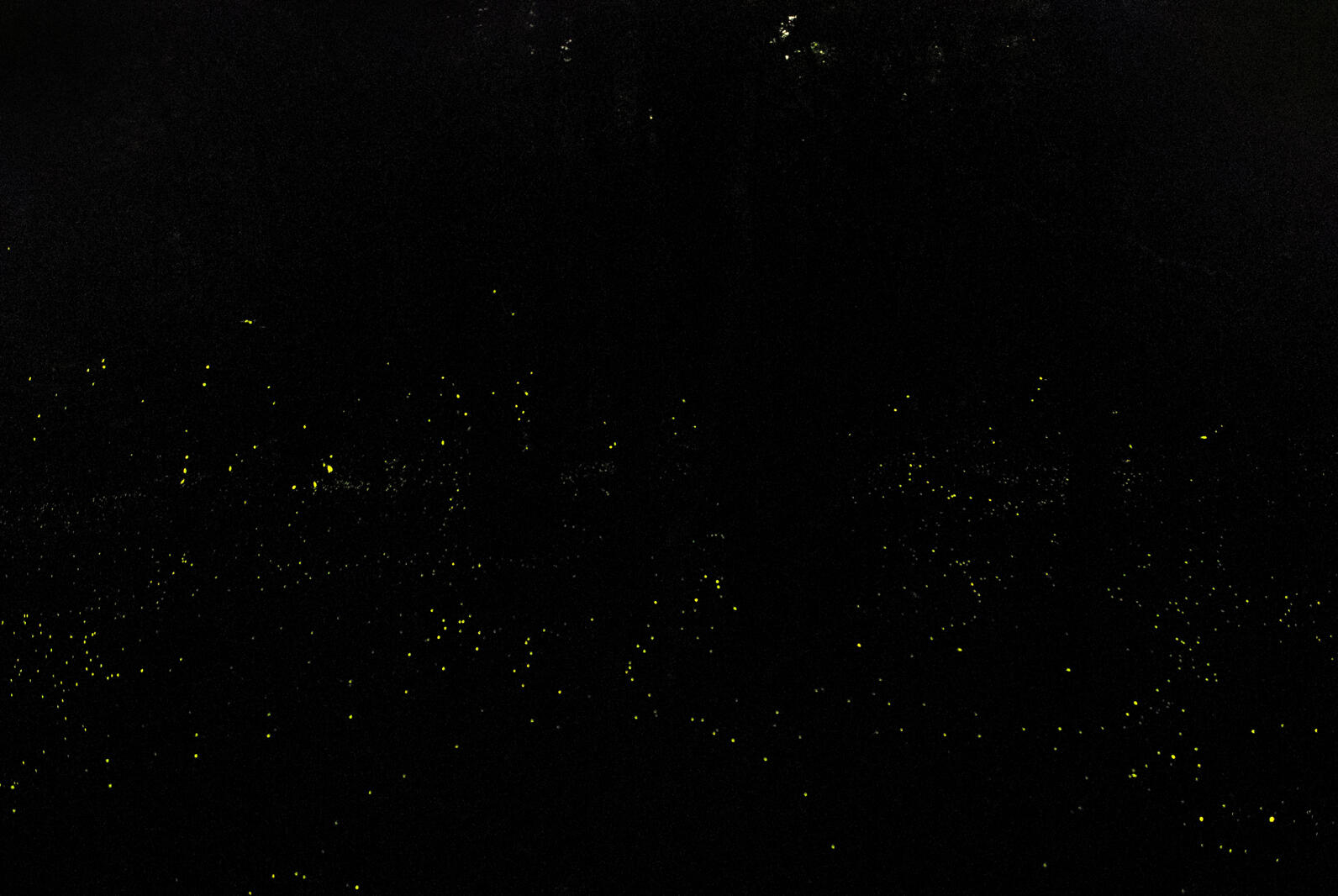 Crowding the forest at night are the syncronizing fireflies, flitting about the trees silently.