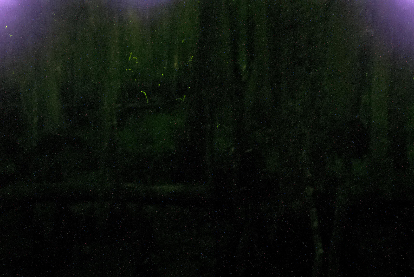 The swamp is murky in the darkness, it's difficult to tell what's a tree and what's a shadow, and among them float the mysterious lantern fireflies.