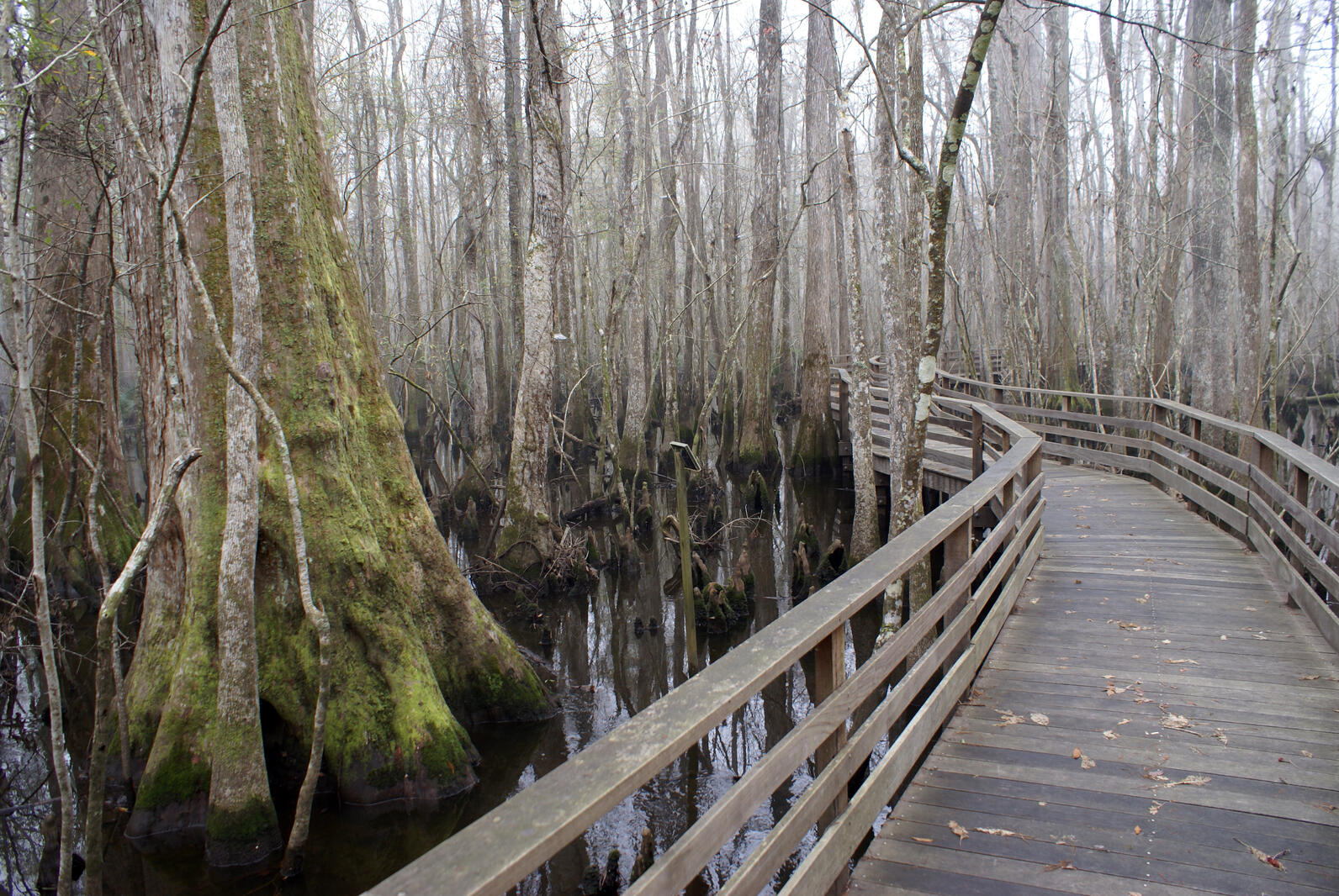 The Beidler boardwalk angles towards the right and then curves to the left. Trees covered in thick moss rise from the water next to it, devoid of leaves, a sign of winter.