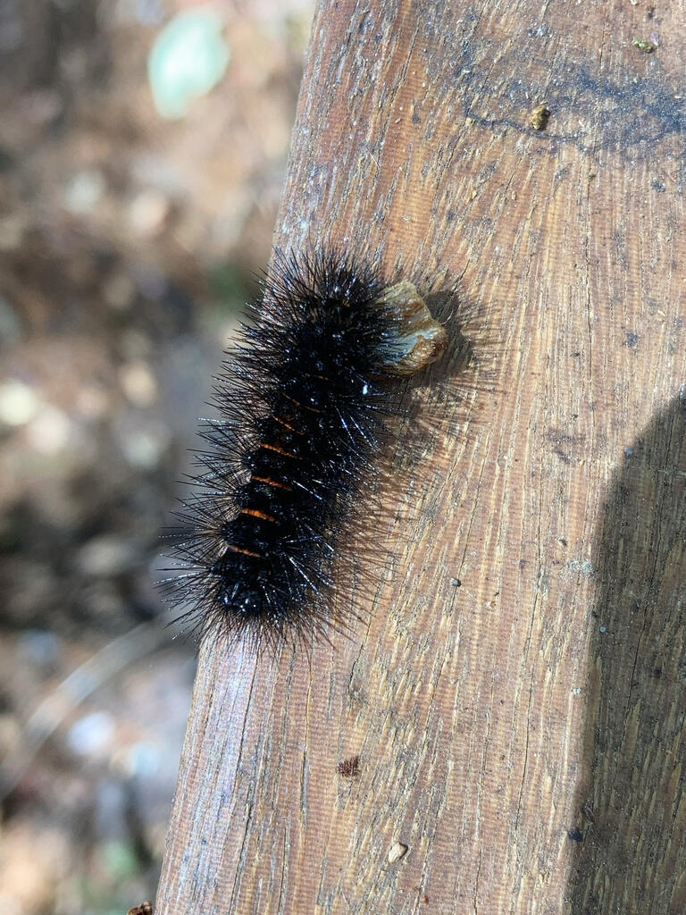 The caterpillar of a Giant Leopard Moth (Hypercompe scribonia) crawling along the hand rail. It is black and covered by long spines. Red lines can be seen on the the skin below the spines.