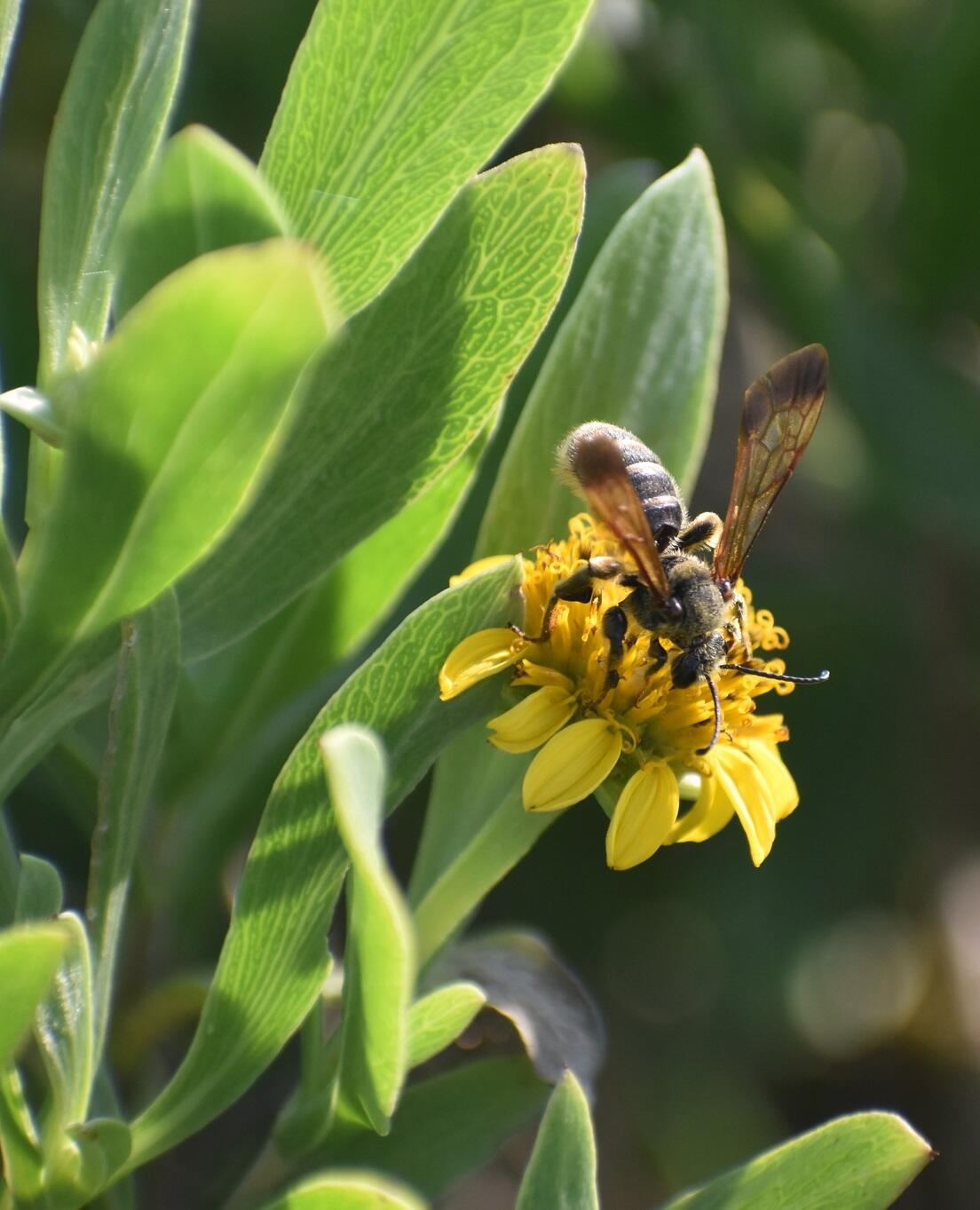 A Giant Sweat Bee (Dieunomia heteropoda) feeding on a Sea Ox-Eye (Borrichia frutescens) flower. Sea Ox-Eye is a commonly found in salt marsh edges.