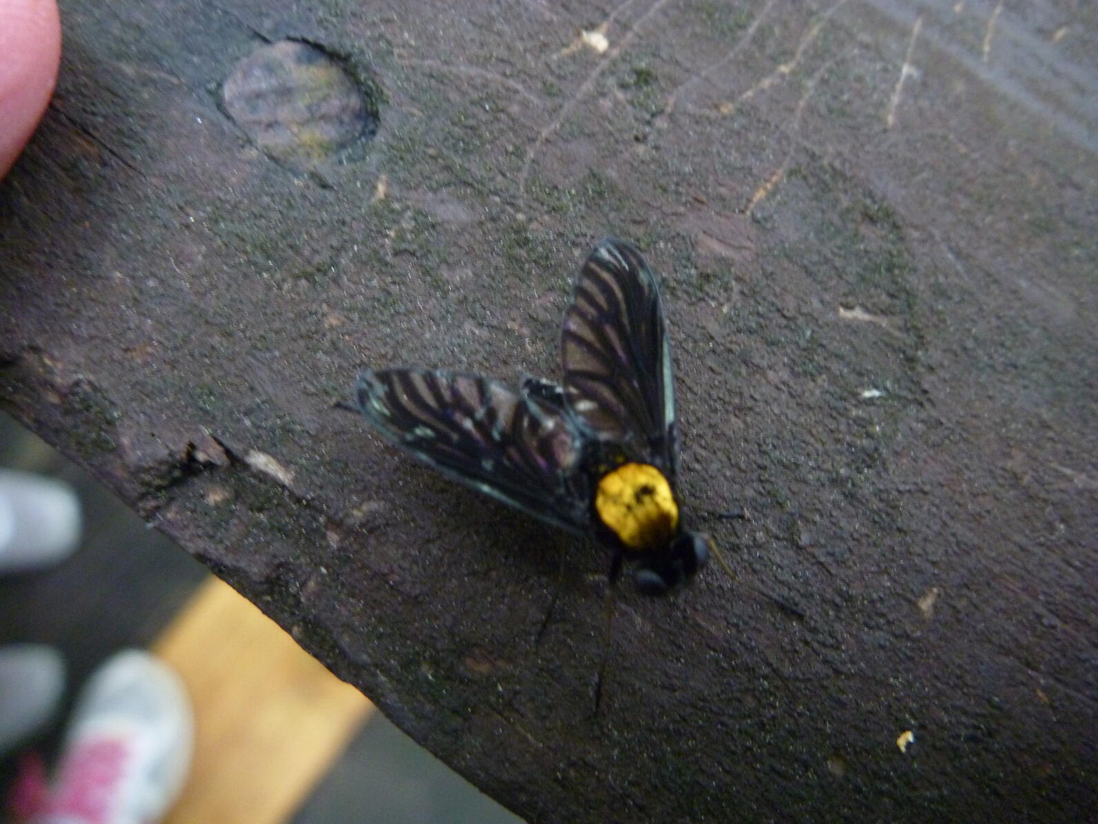 This small fly is on the handrail, its odd coloration adding to the mystery of this rarely found insect.