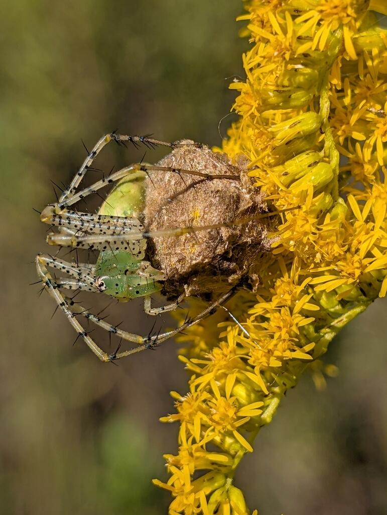 A Green Lynx Spider (Peucetia viridans) holding her egg sac on a goldenrod. She is green and has spiny legs. A common fall sight in grassy fields.