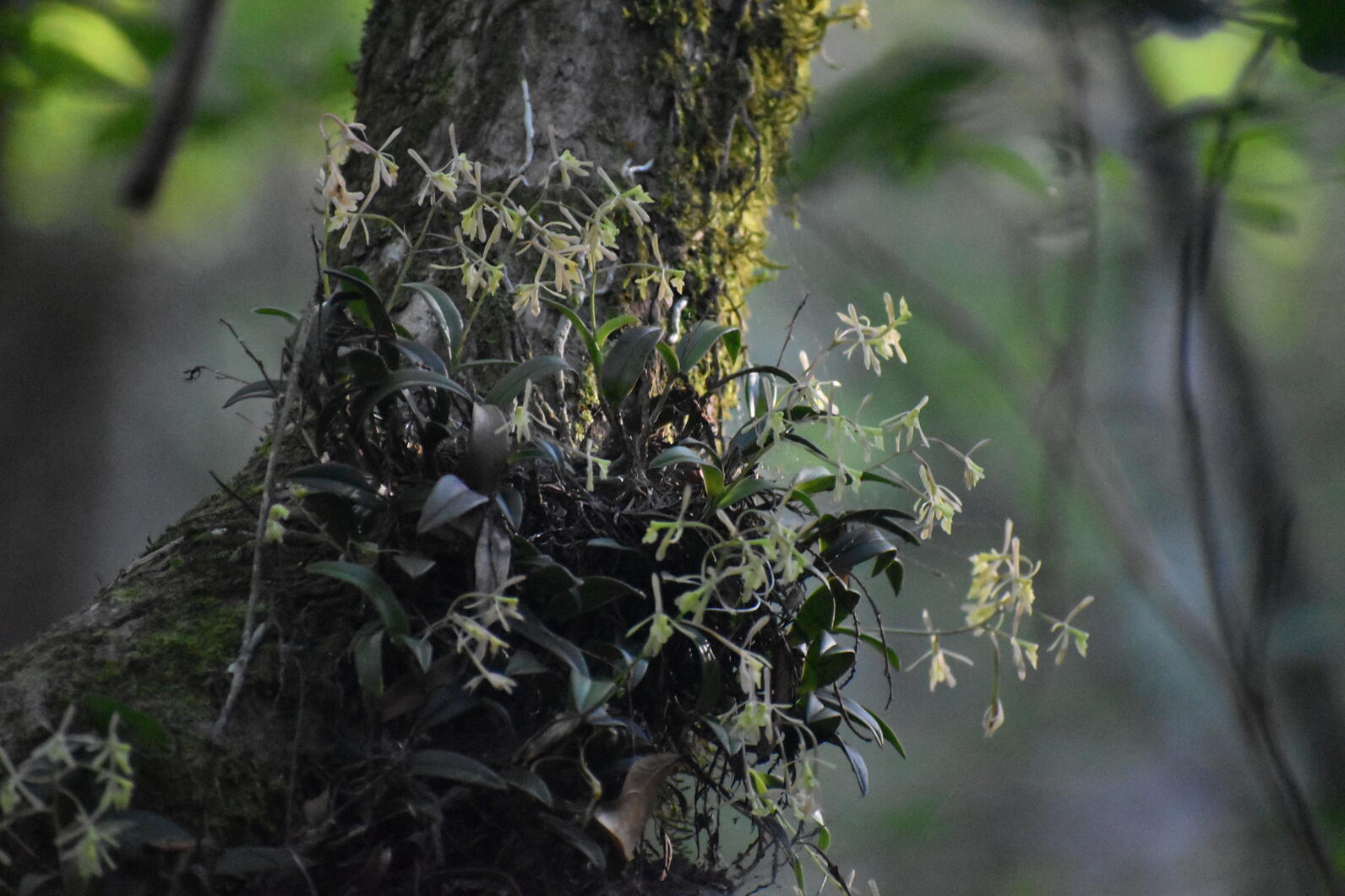 A large patch of Greenfly Orchid in full bloom on the trunk of a tree. Their spikes of greenish-white flowers spring up from their dark green leathery leaves. A large patch of Greenfly Orchid in full bloom on the trunk of a tree. Their spikes of greenish-white flowers spring up from their dark green leathery leaves.