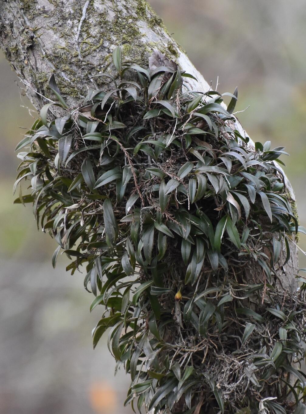 A dense mat of Greenfly Orchid clinging to a tree trunk. It has small leathery leaves. Greenfly Orchid is evergreen and can be seen in leaf all year long.
