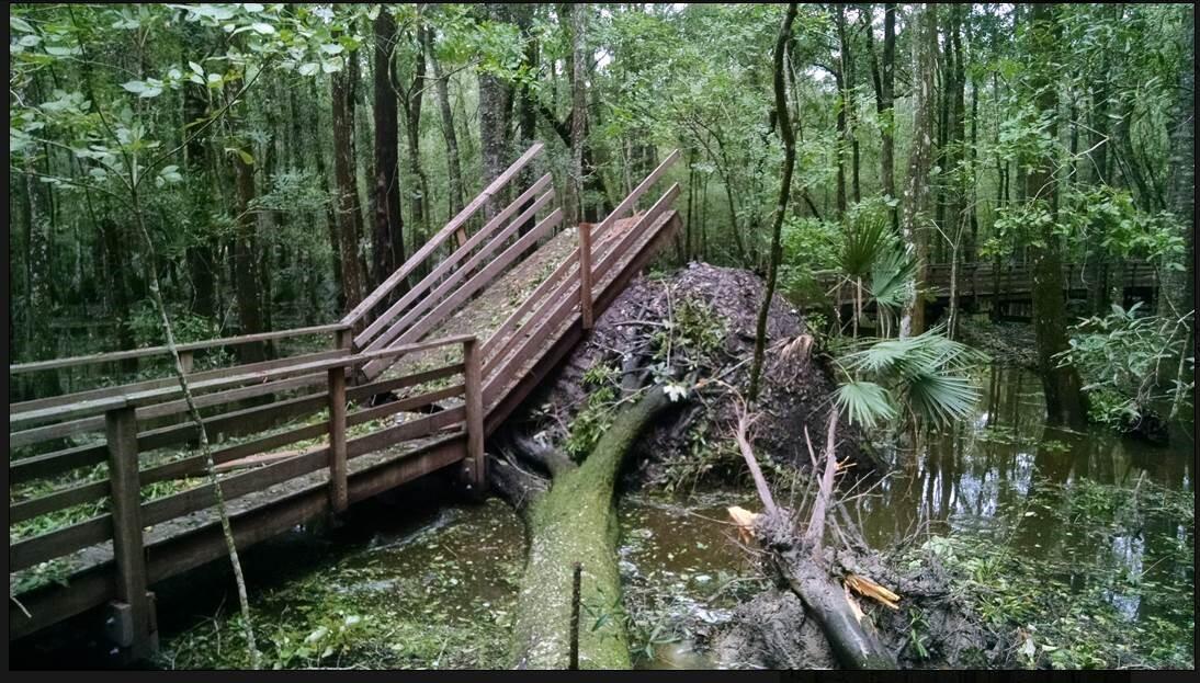 A large root system of a fallen tree holds up part of a broken boardwalk in a flooded forest