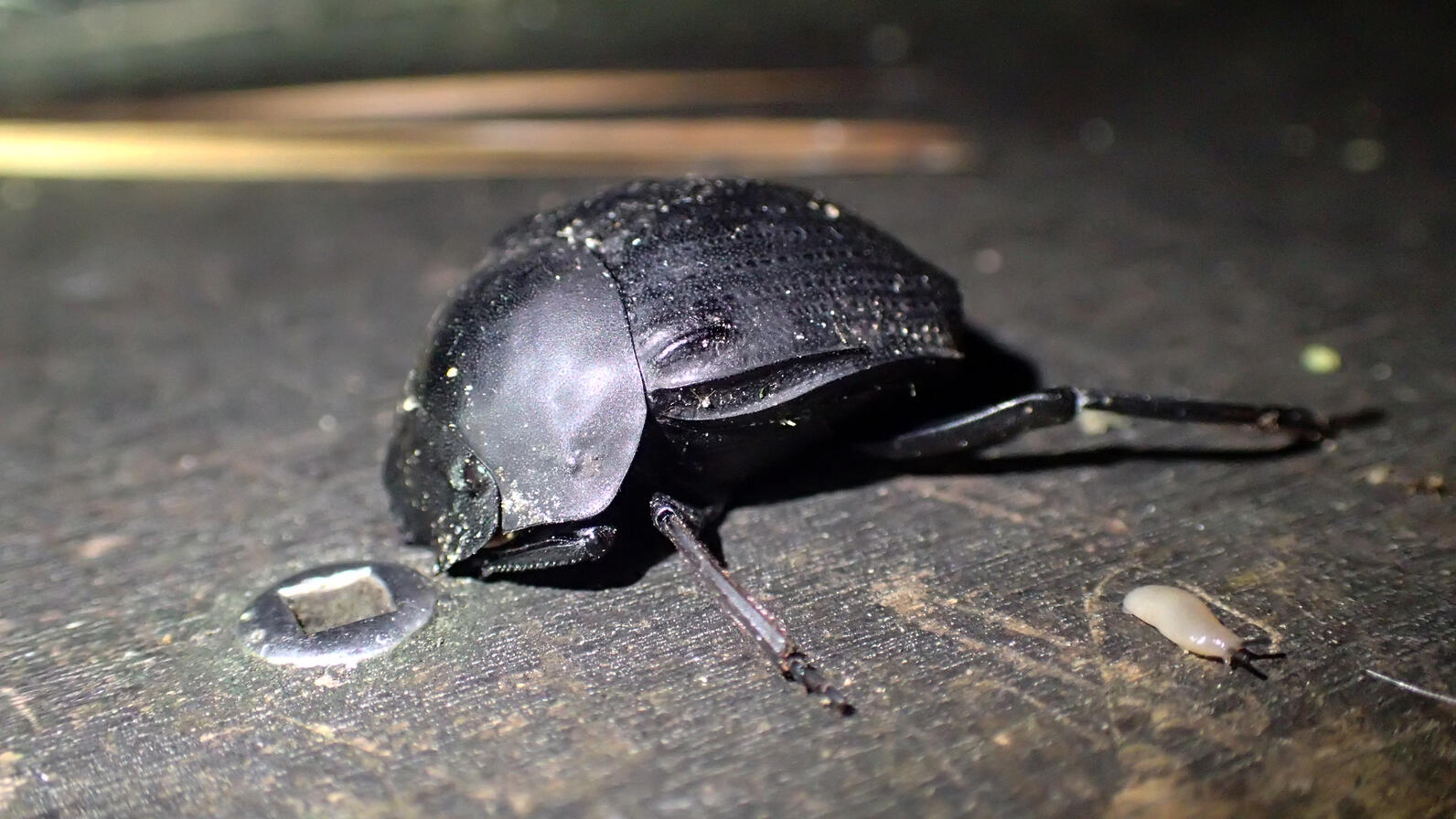 A beetle, about a half inch long with a round arching shell similar to the shape of a turtle rests with its face down against the boardwalk.