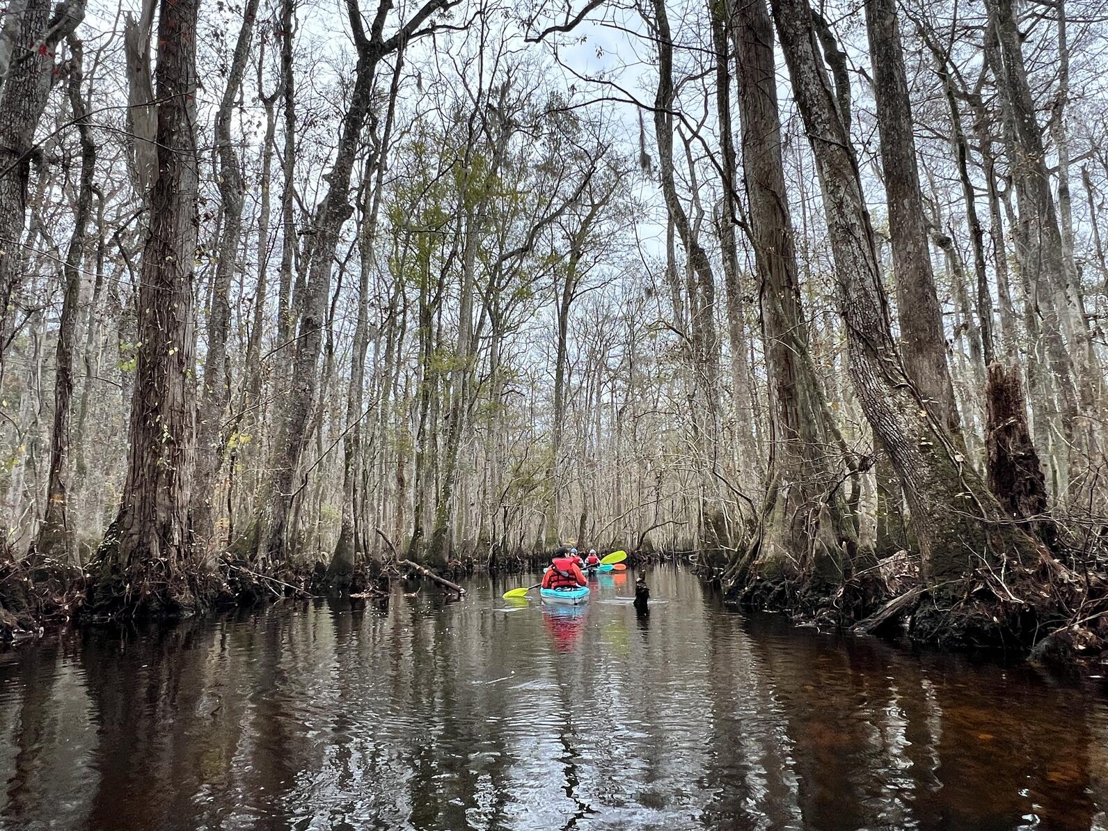 Kayaking Beidler Forest