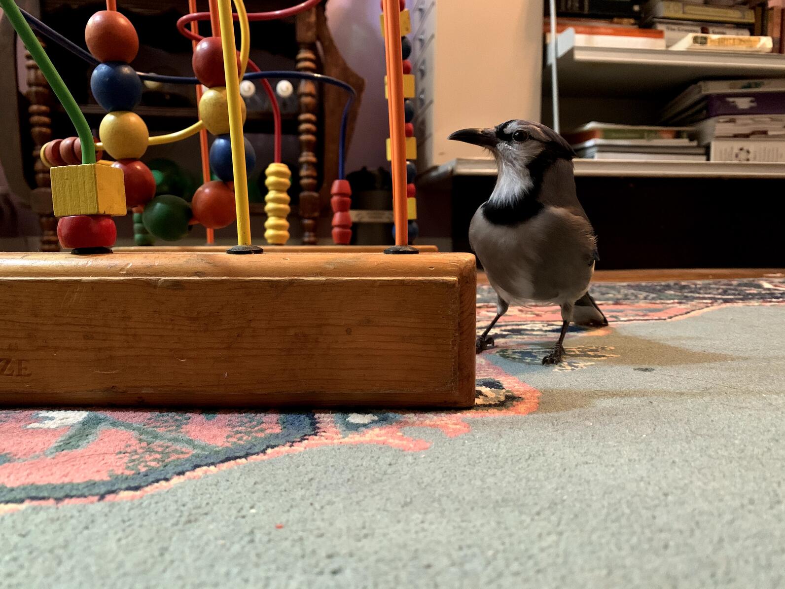 A blue jay is next to a children's toy on a rug