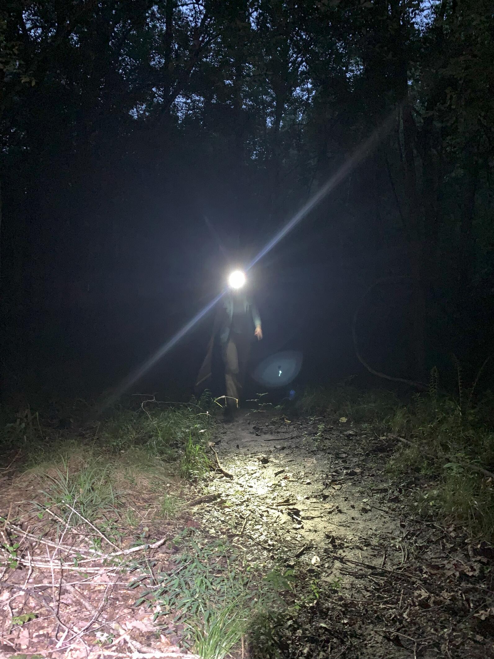 Katie is walking through the forest in the early morning, wearing a headlamp. There is somewhat of a foot pounded trail used to access the banding station nets with grasses and trees on either side. 