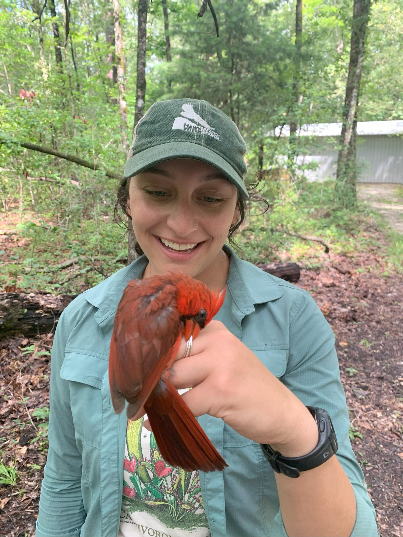 Katie holds a Northern Cardinal in her hand. A Cardinal's beak is thick for crunching things, and they know this, so it is attempting to bite her finger, but it has instead gotten ahold of her ring, which also saves Katie from injury.