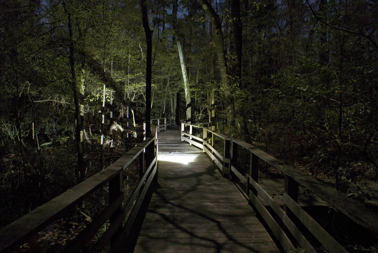 A headlamp rests on the boardwalk at night, illuminated the lush trees on either side and casting shadows of the railing up onto their leaves.