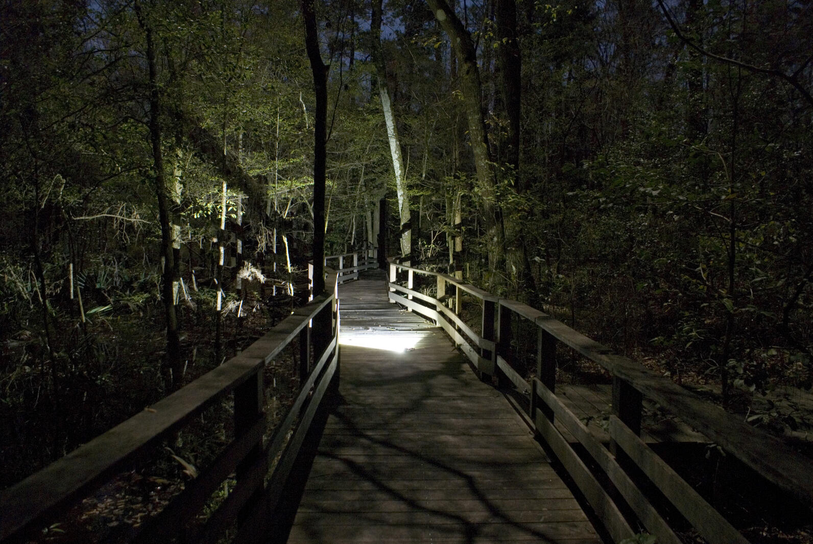 swamp at night