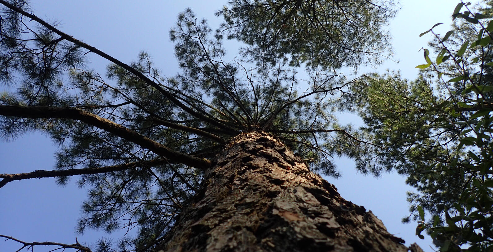 A pine rises above us, it's rough, layered and flaky bark being a kind of armor against forest fires.