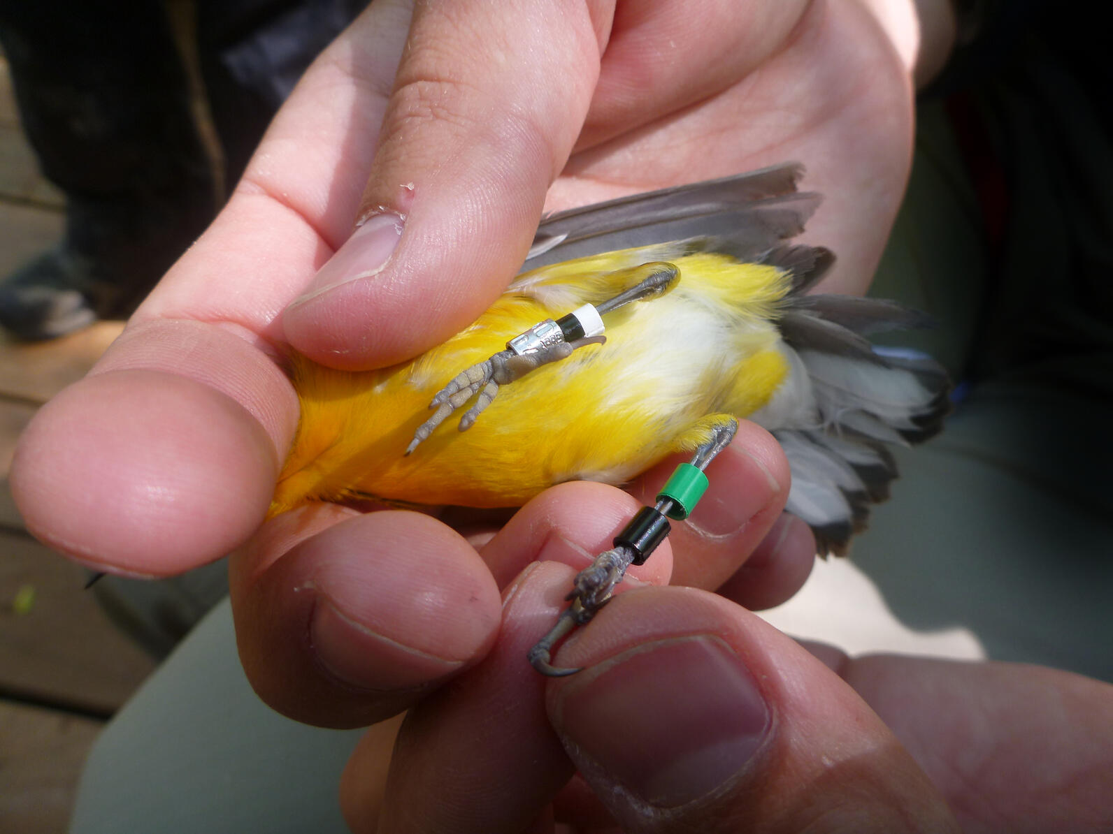 A Prothonotary Warbler is held upside down in a researcher's hands. The combination of the bands on the birds legs tells us that it is Longshot, the first of its kind to be given a tracker and returned to Beidler.