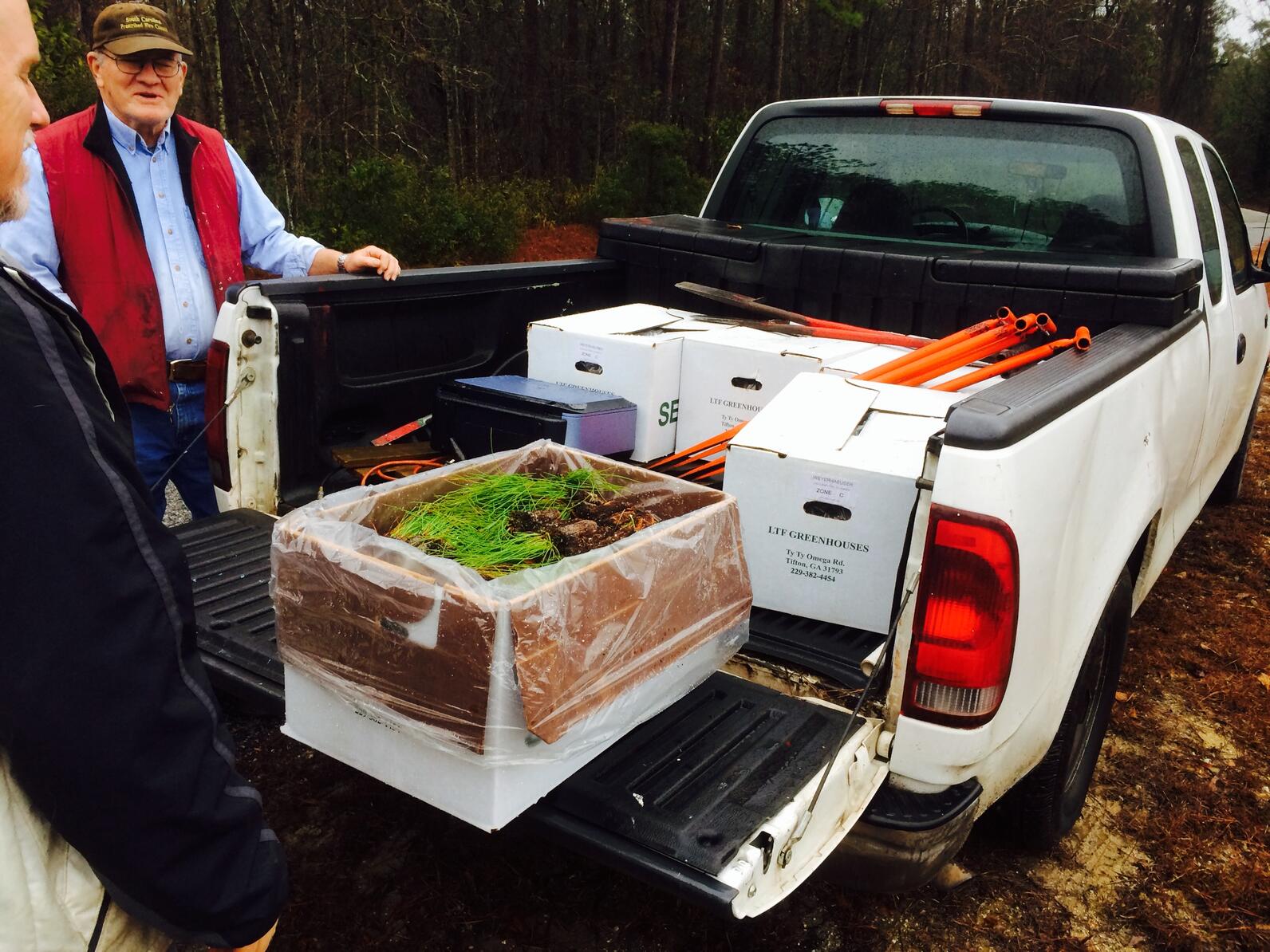The same men from the previous image inspect a cardboard box full of Longleaf Pine sprouts that has been placed on the bed of a truck. The sprouts will be used to plant a whole new forest of Longleaf Pine.
