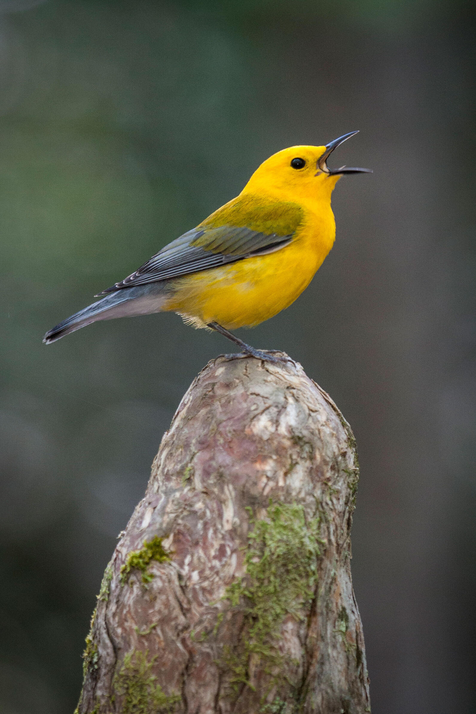 Prothonotary Warbler, or "swamp canary," singing, belting to the sky from a Bad Cypress knee. 