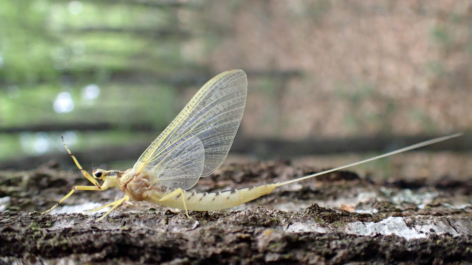 This mayfly has a long, soft body with large, flat and soft wings. They aren't good fliers, their only advantage is numbers.