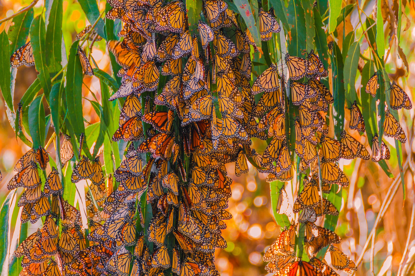a swarm of Monarch Butterflies hang from the leaves of a tree a swarm of Monarch Butterflies hang from the leaves of a tree