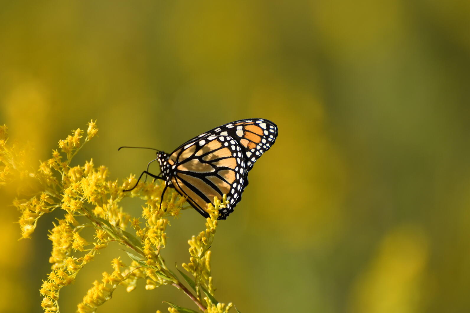 A monarch butterfly sits on the yellow flowers of goldenrod