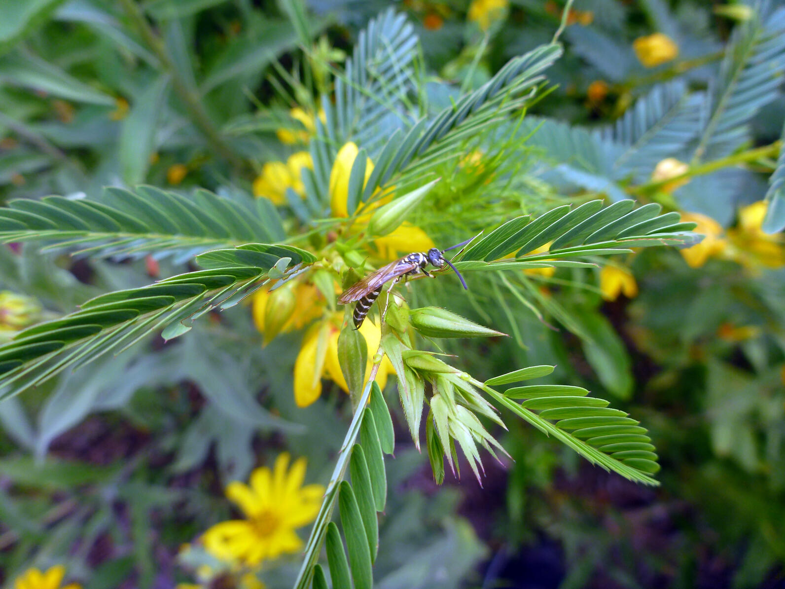 A long thin wasp navigates leaves in search of nectar.