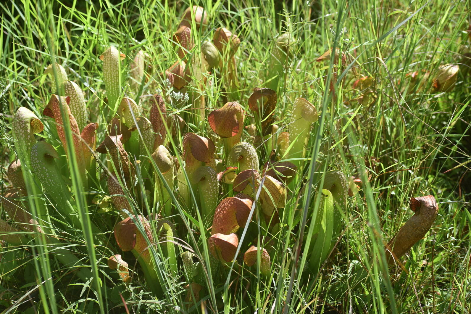 Rising from the grass are pitcher plants, thinner at the base than at the top, the top part of the plant curling over to create a roof that insects cannot escape from.