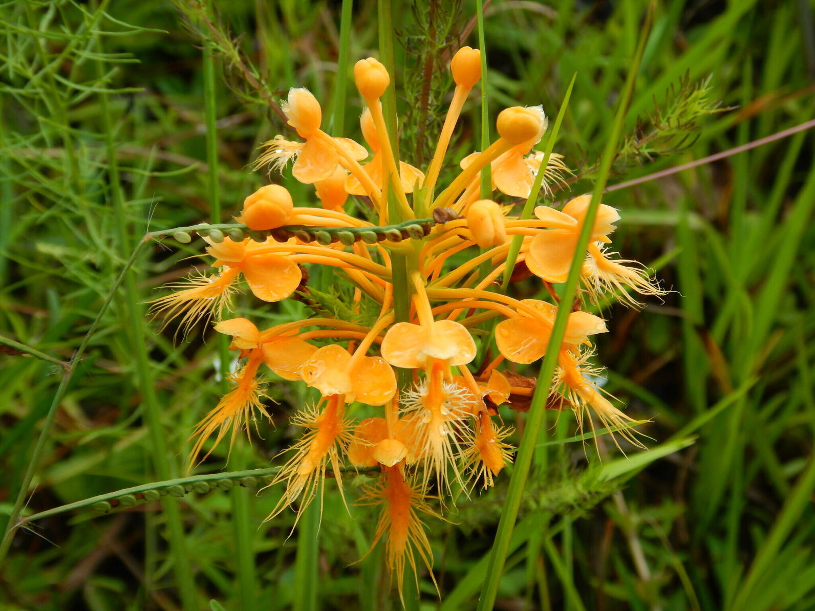 Orange-fringed Orchids in a cluster of long stalks that end with flat, round pads, and below them cluster hair-like stamens.