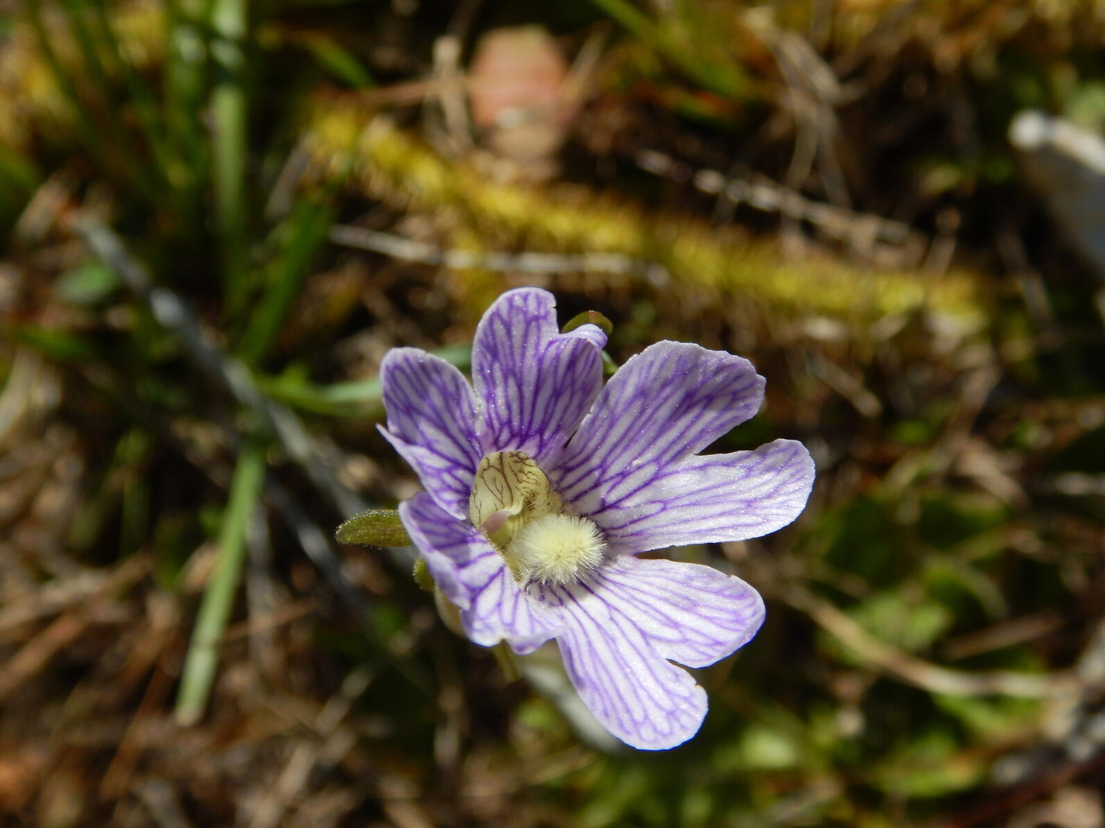 Blue Butterwort is an odd shaped flower with many large flat petals and a fuzzy center.