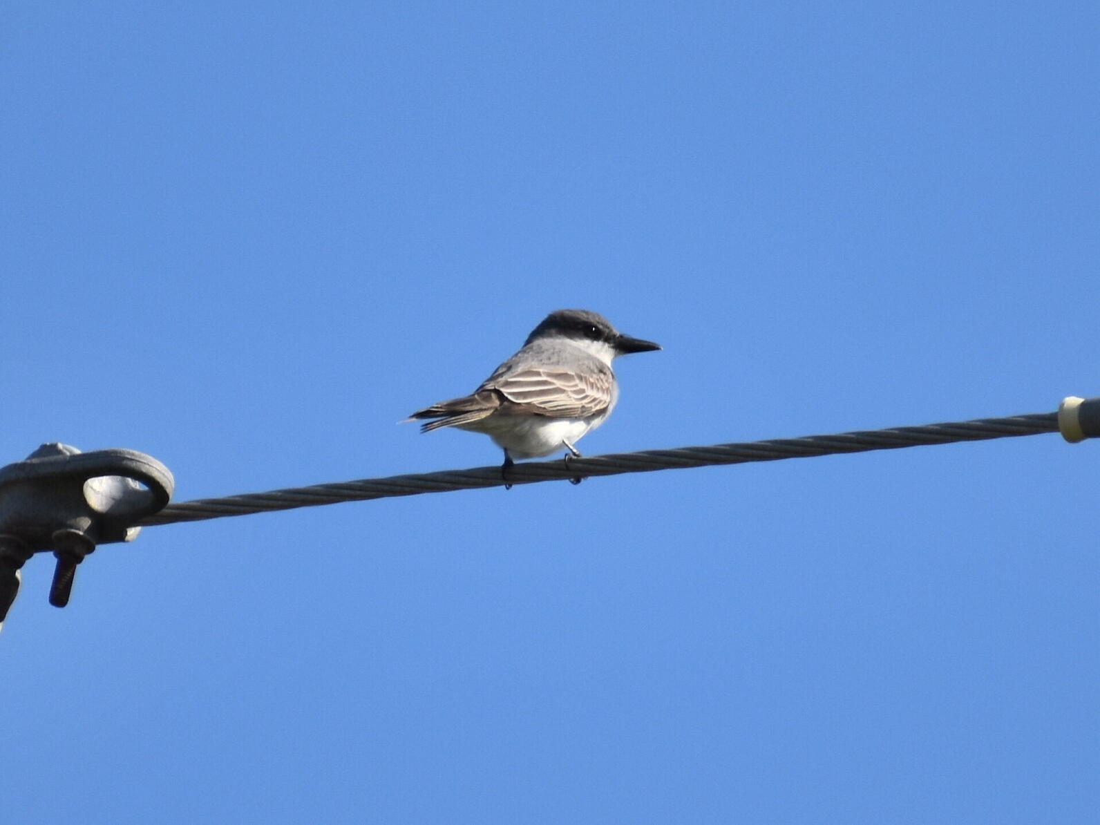 An Eastern Kingbird sits on a powerline and looks to the right.