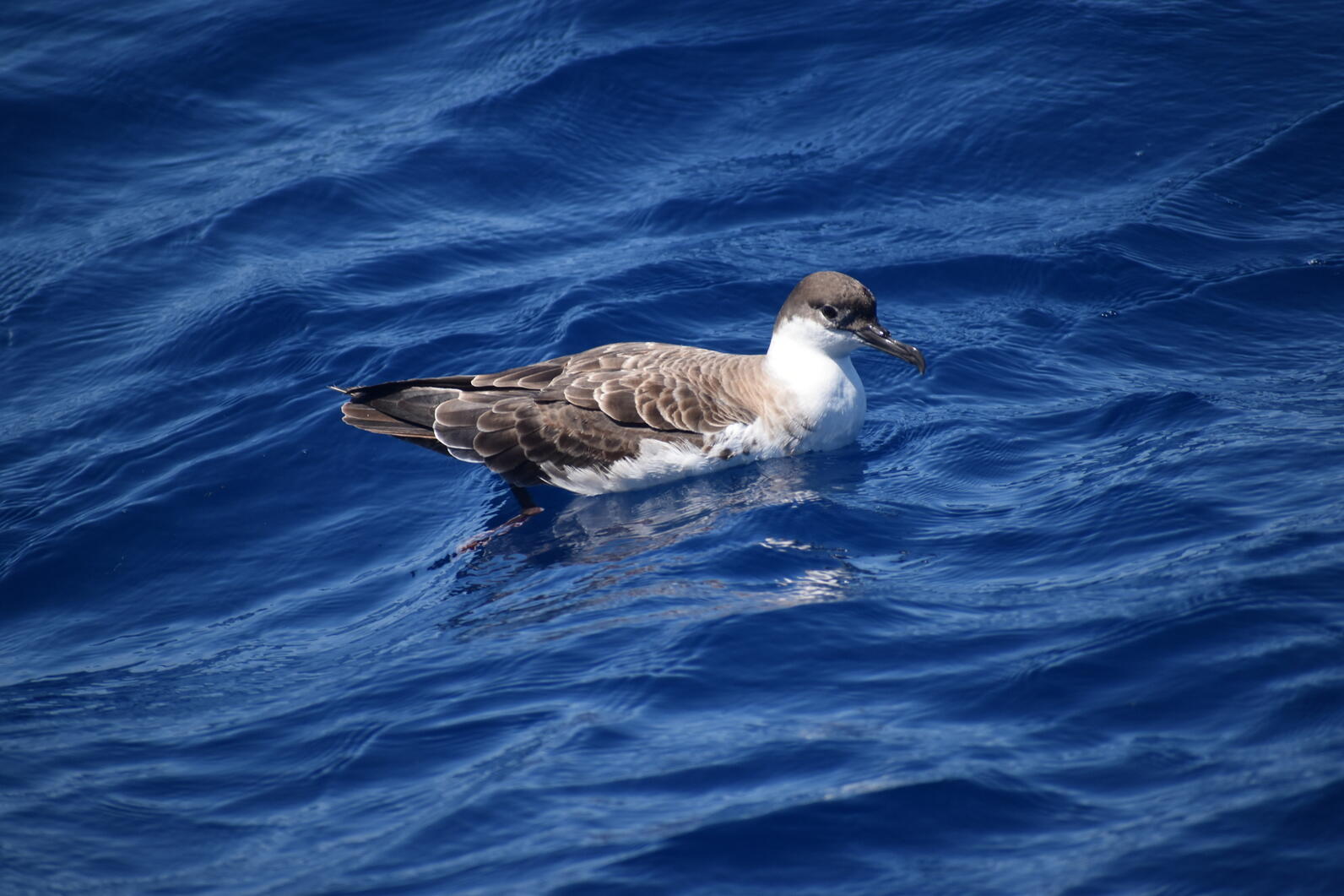 A Great Shearwater sits on the ocean water and looks to the right.