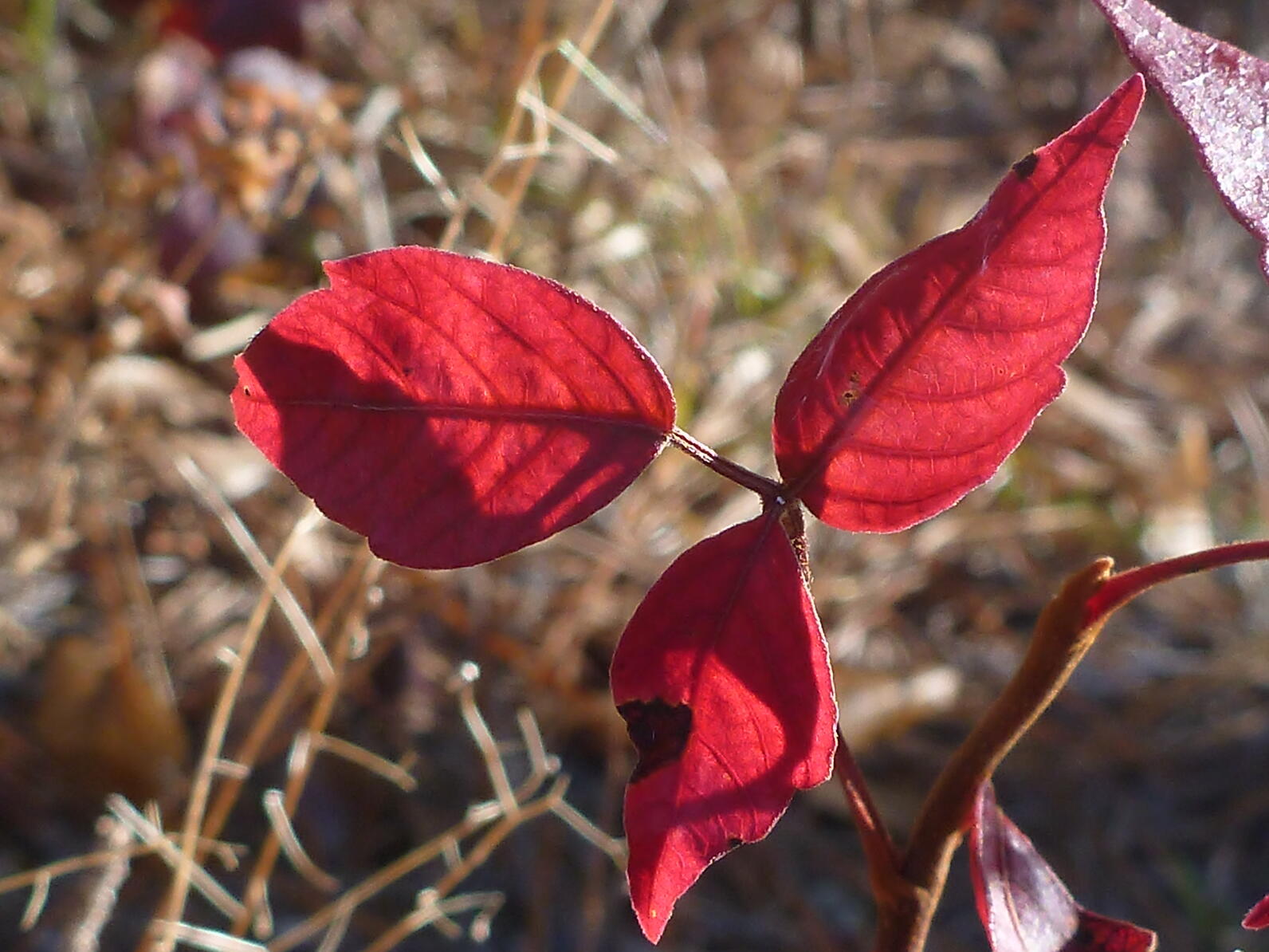 As autumn comes Poison Ivy turns a brilliant red before falling off for the winter. Some people say Poison Ivy is dormant in the winter, but I'm not willing to put it to a test.