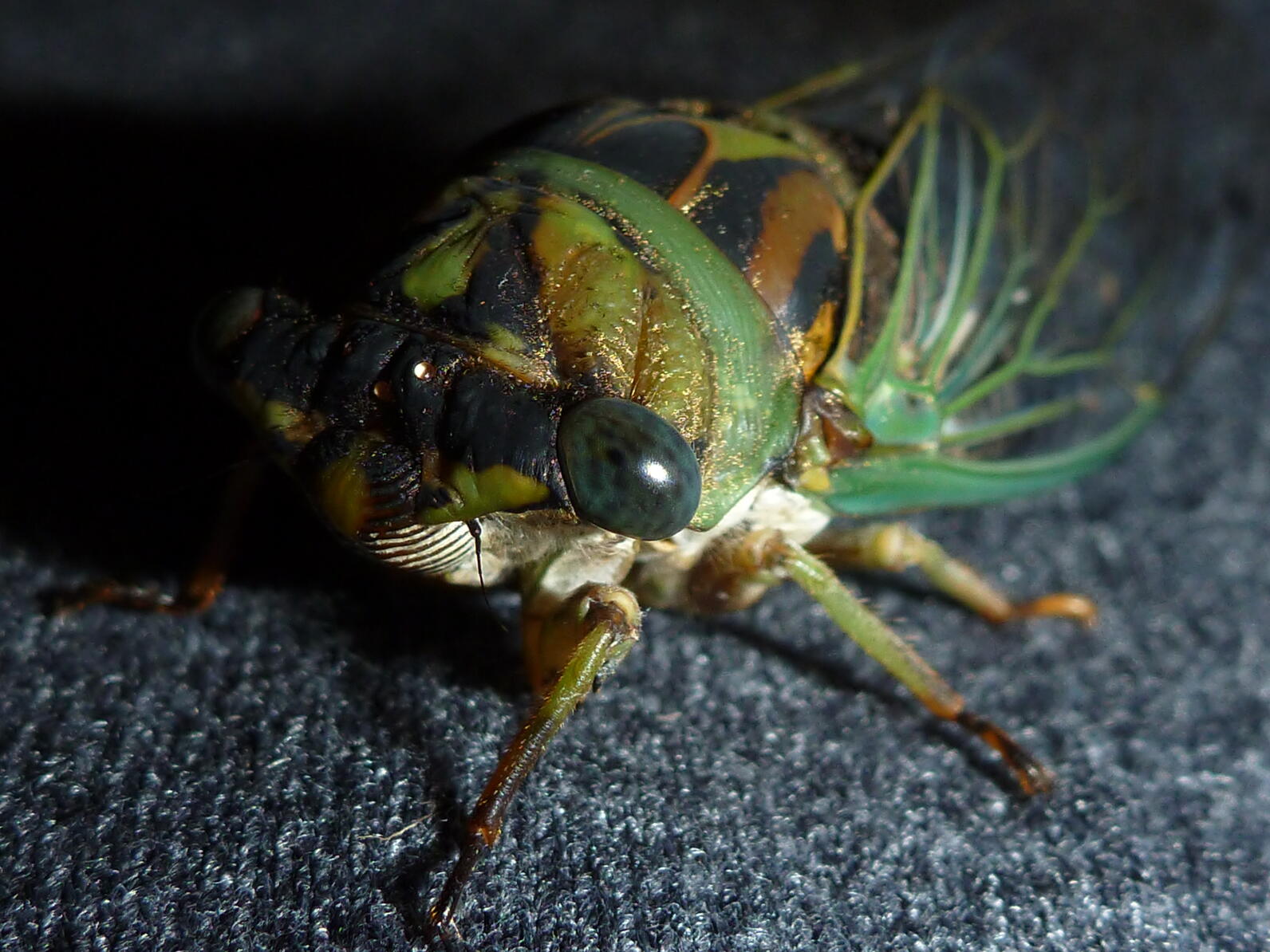 Up close and personal with a cicadia, for having such a heavy body, large wings, and a big head, their eyes are relatively small.