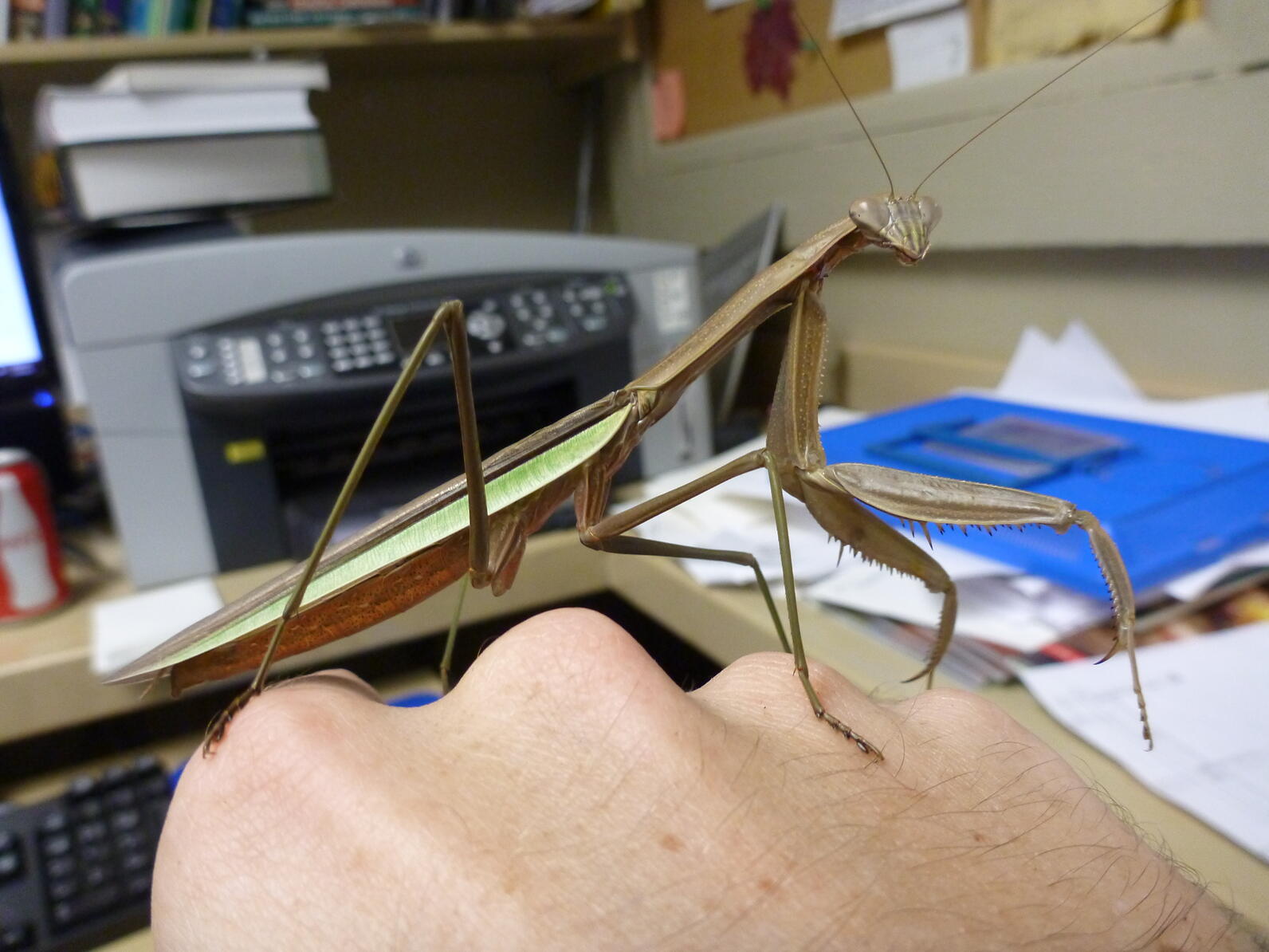 This large praying mantis, some three to four inches long, sits on a hand in the office at the visitor center. If I remember correctly, this one did attack me at some point.