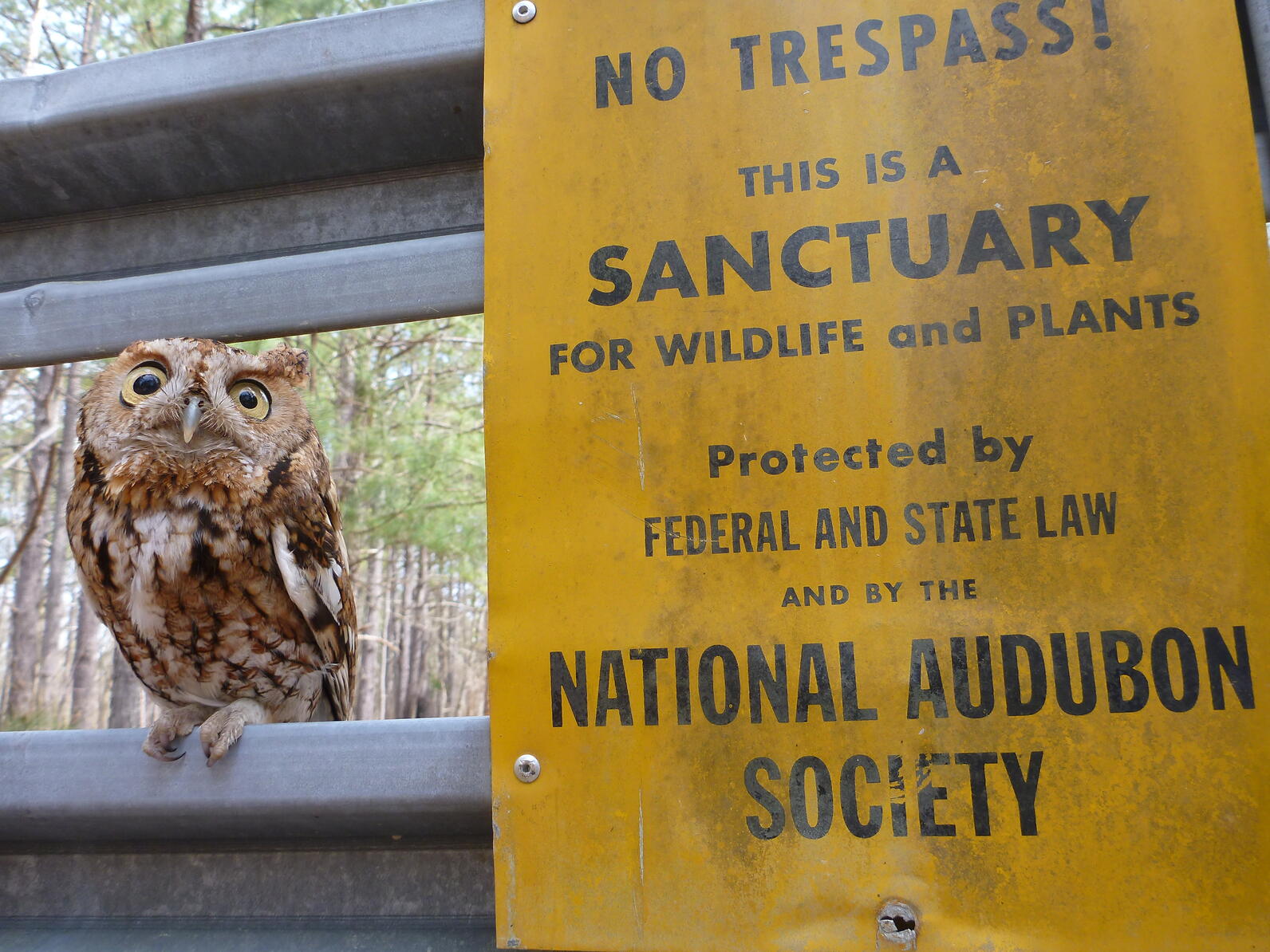 A Screech Owl sits on a metal gate next to a sign that says "Sanctuary for wildlife and plants. Protected by federal and state law and by the National Audubon Society." Is the owl judging you?