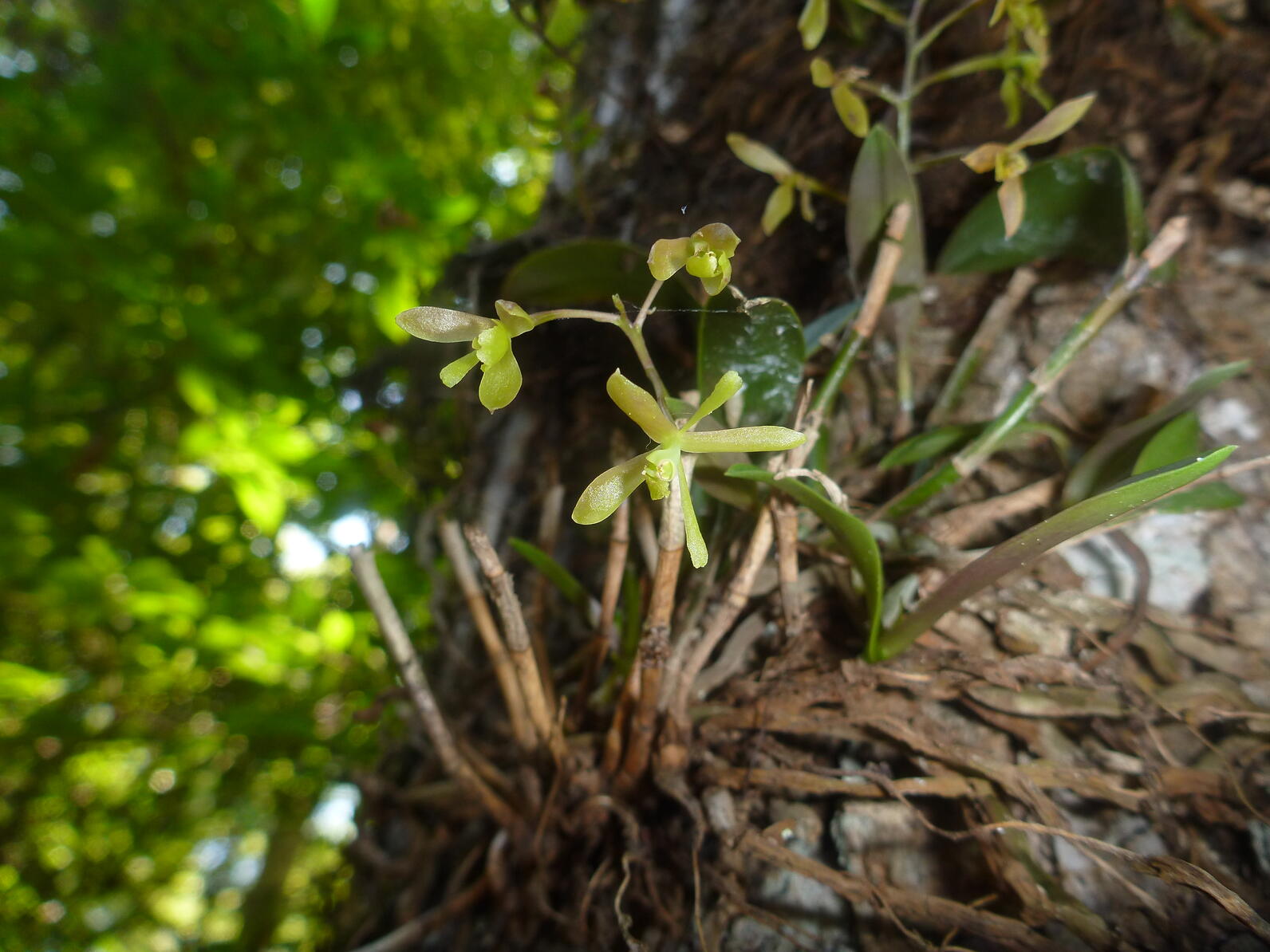 The roots of Green Fly Orchid cling to the bark of a tree, its thick, plastic-feeling leaves cluster and from that grow small, thin flowers that sort of have the same shape as a housefly.